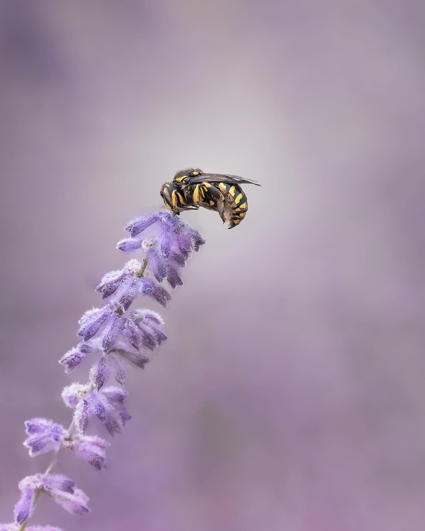 Sleeping on lavender