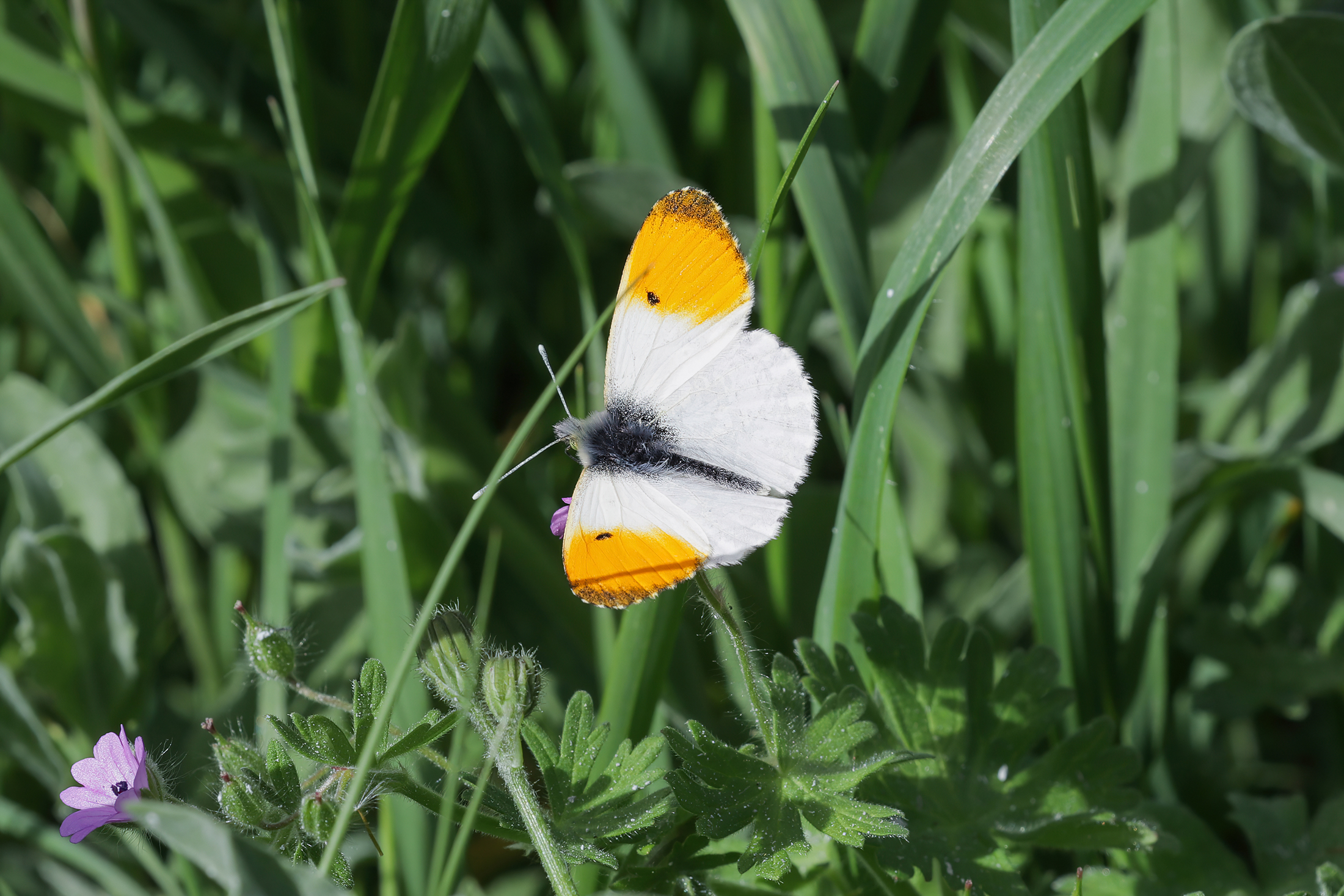 Anthocharis cardamines