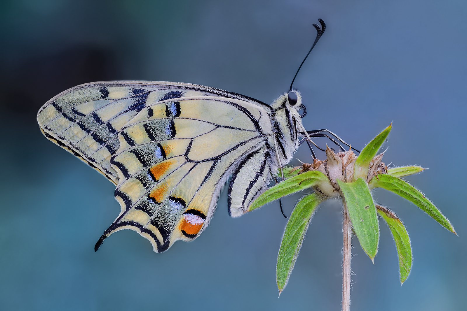 Papilio machaon
