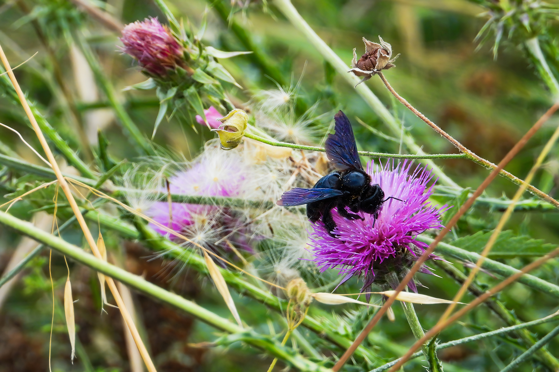 Xylocopa violacea