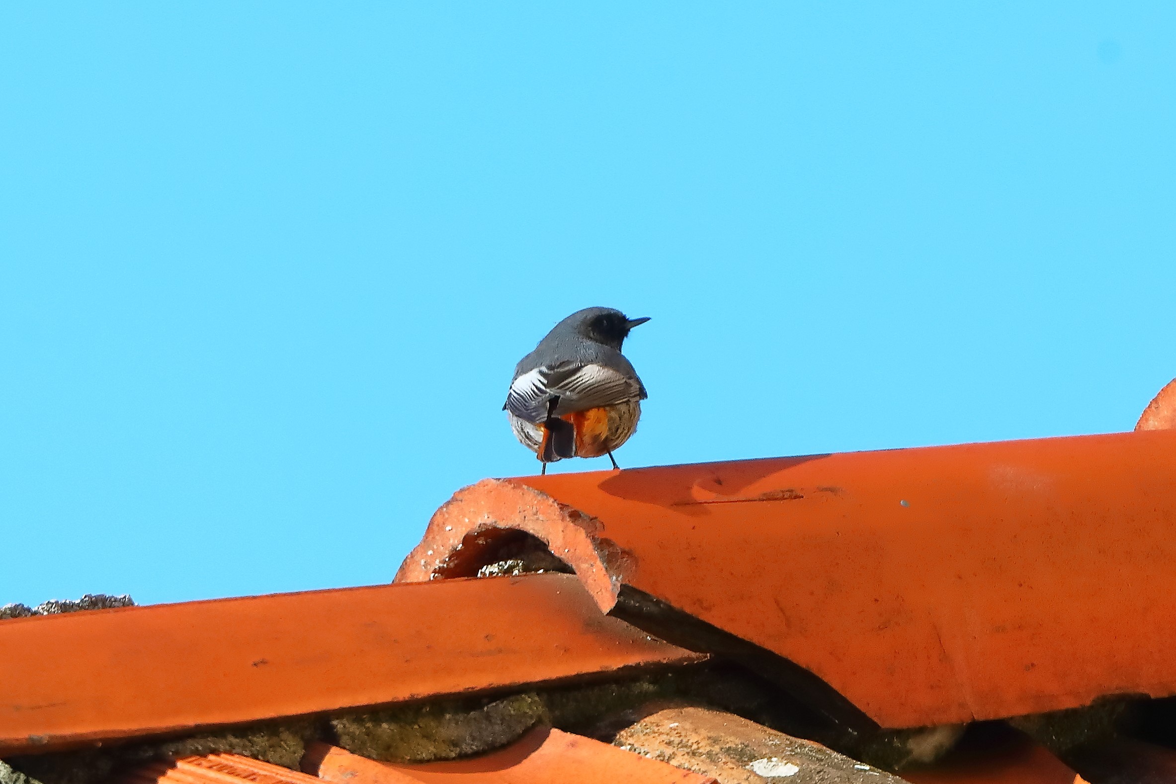 Redstart M 03-12-2023
