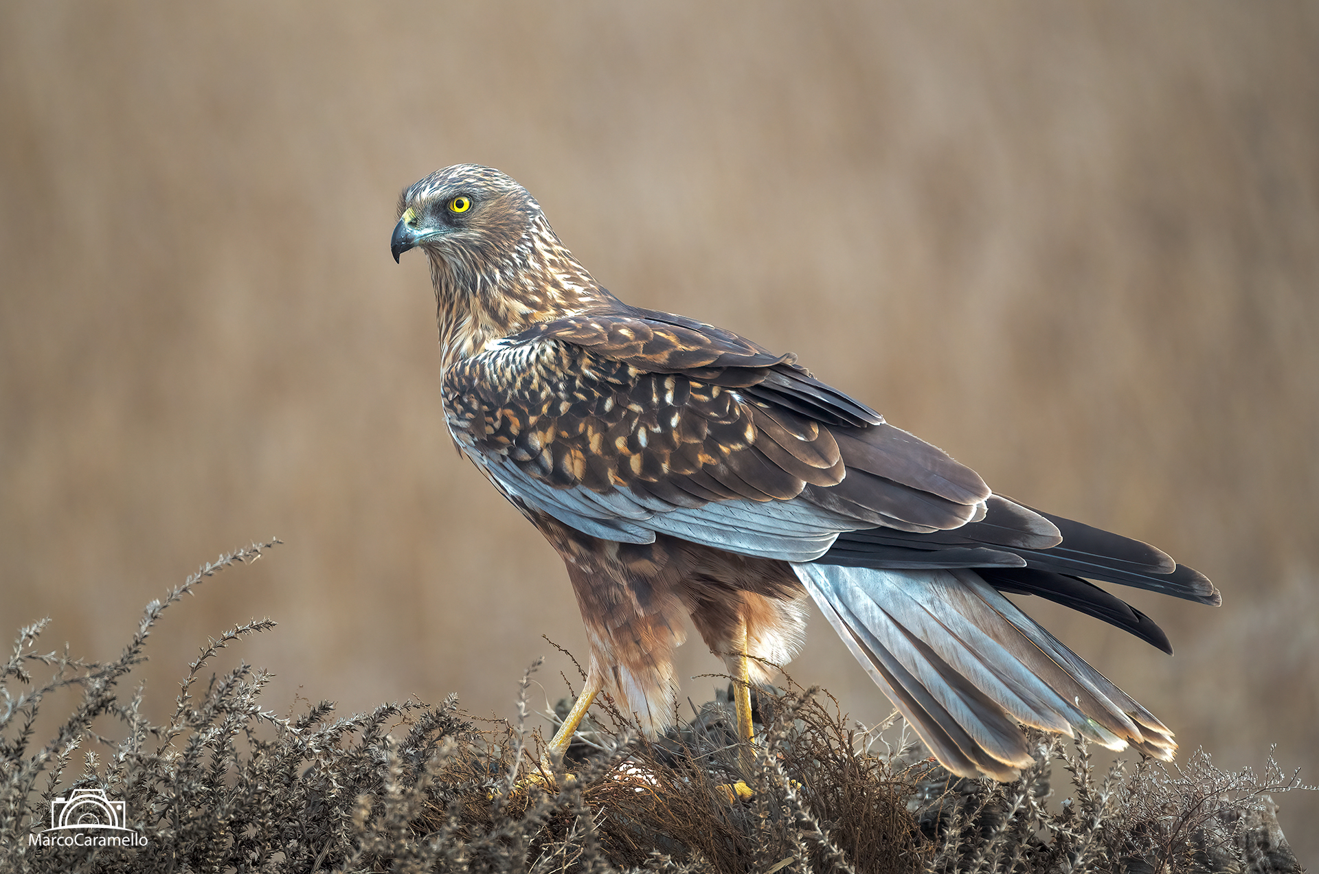 Falco di palude