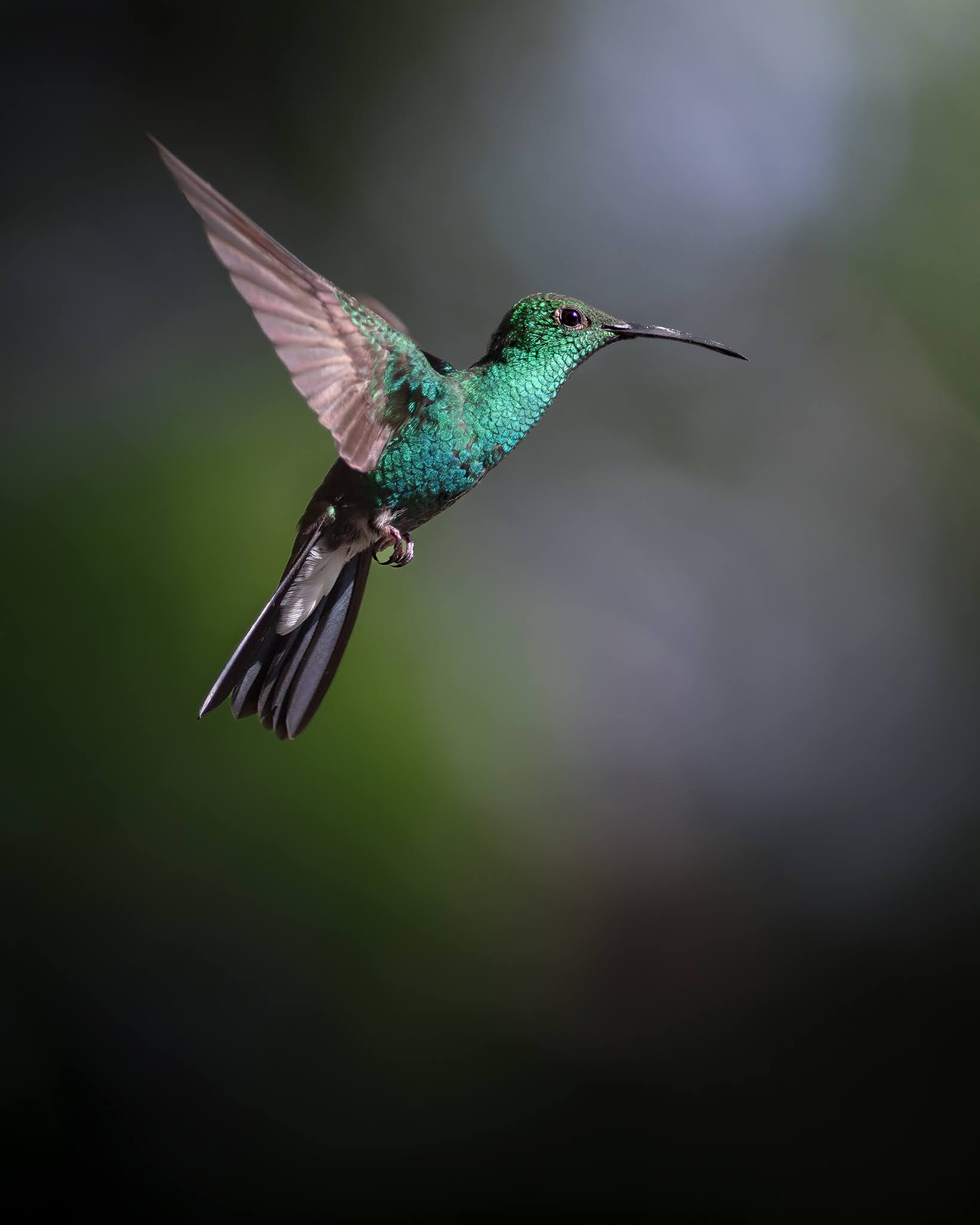 Culbinco feather