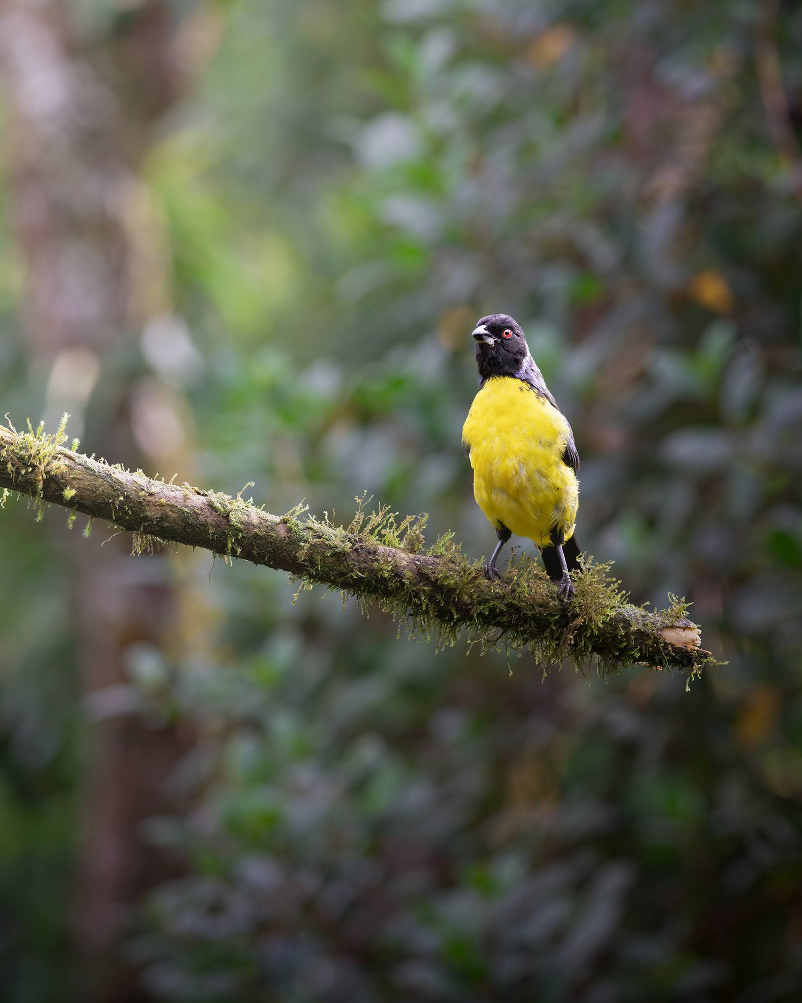 Hooded Mount Tangara