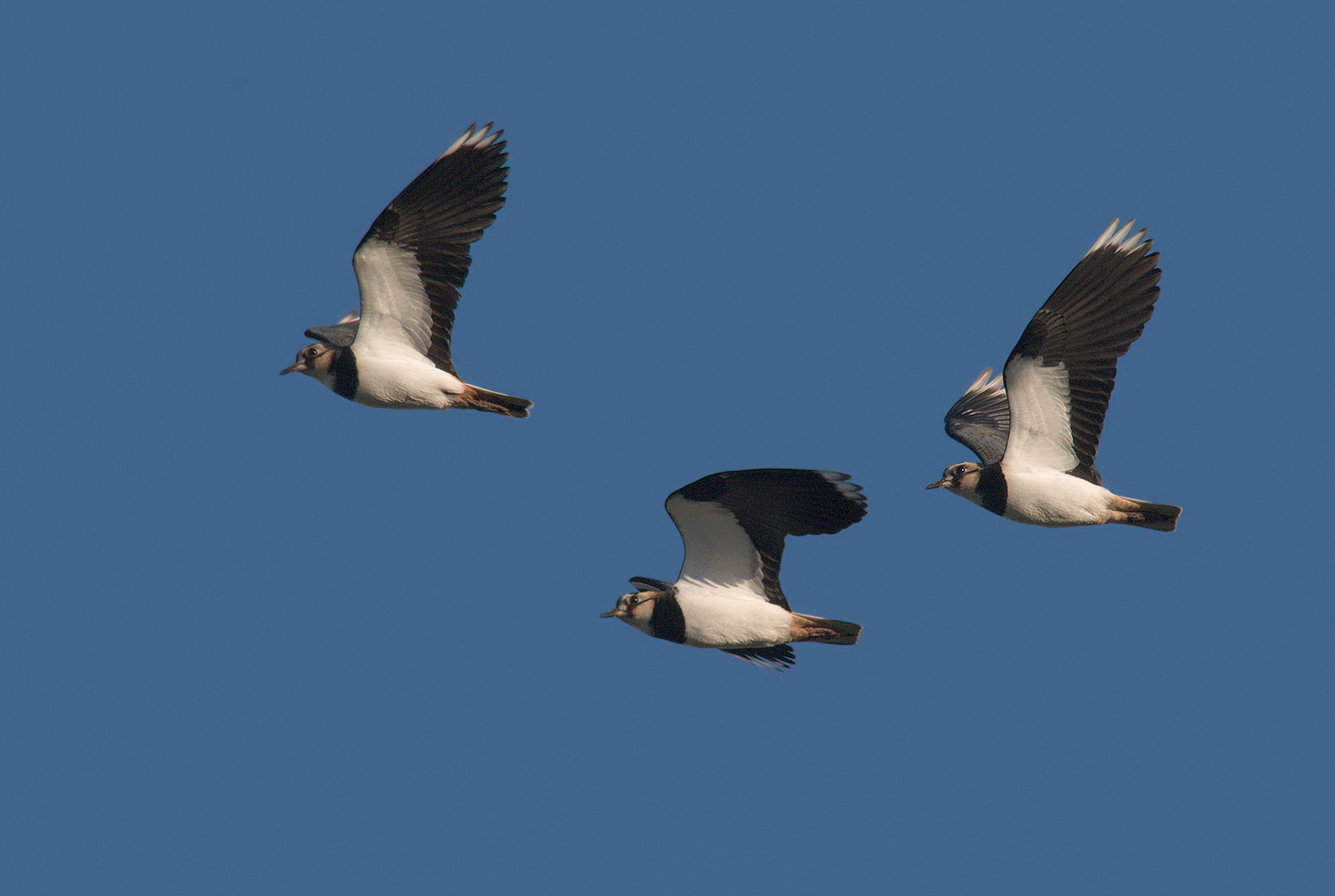 Lapwings.