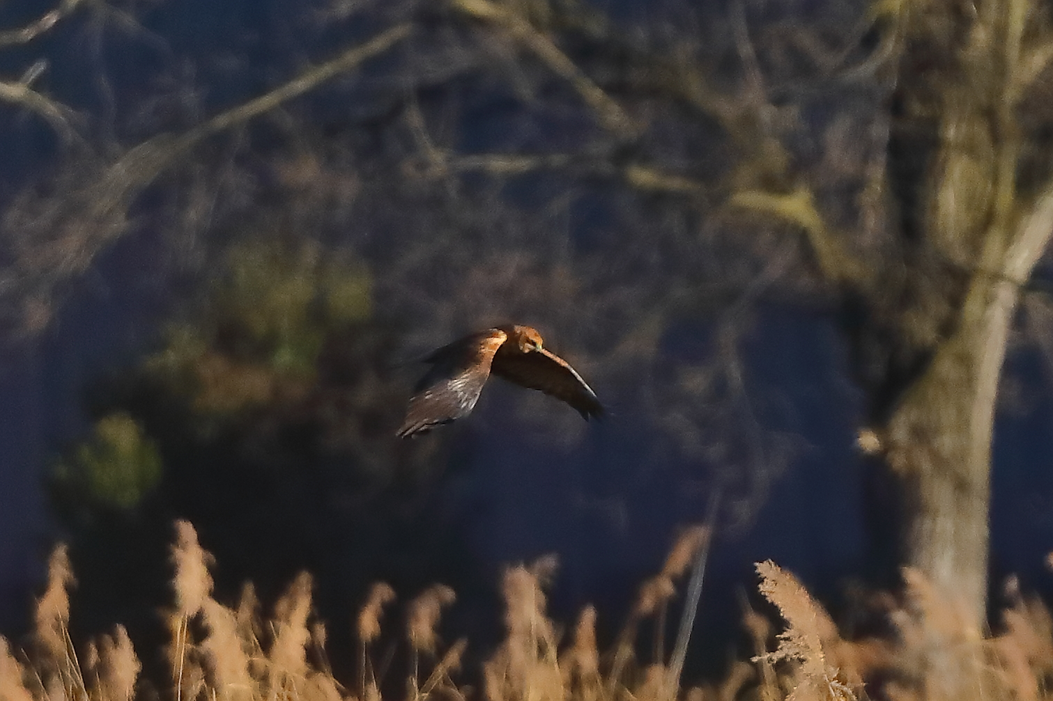 Marsh Harrier M 29-11-2023