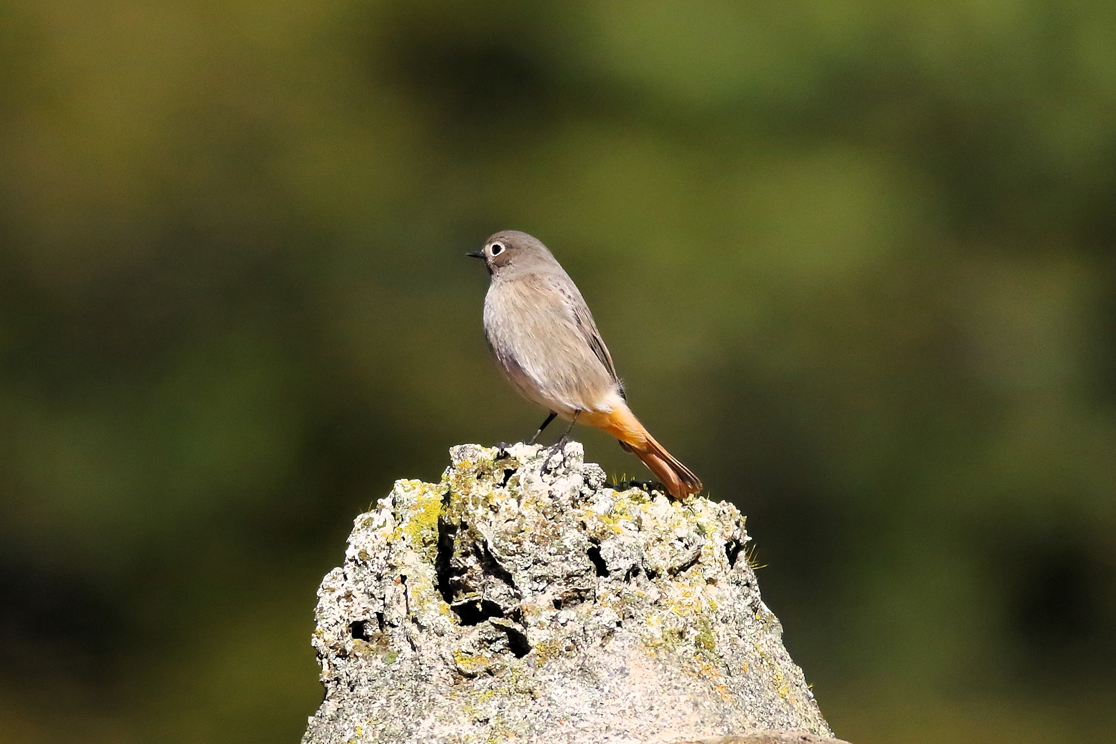 Redstart F 08-11-2023