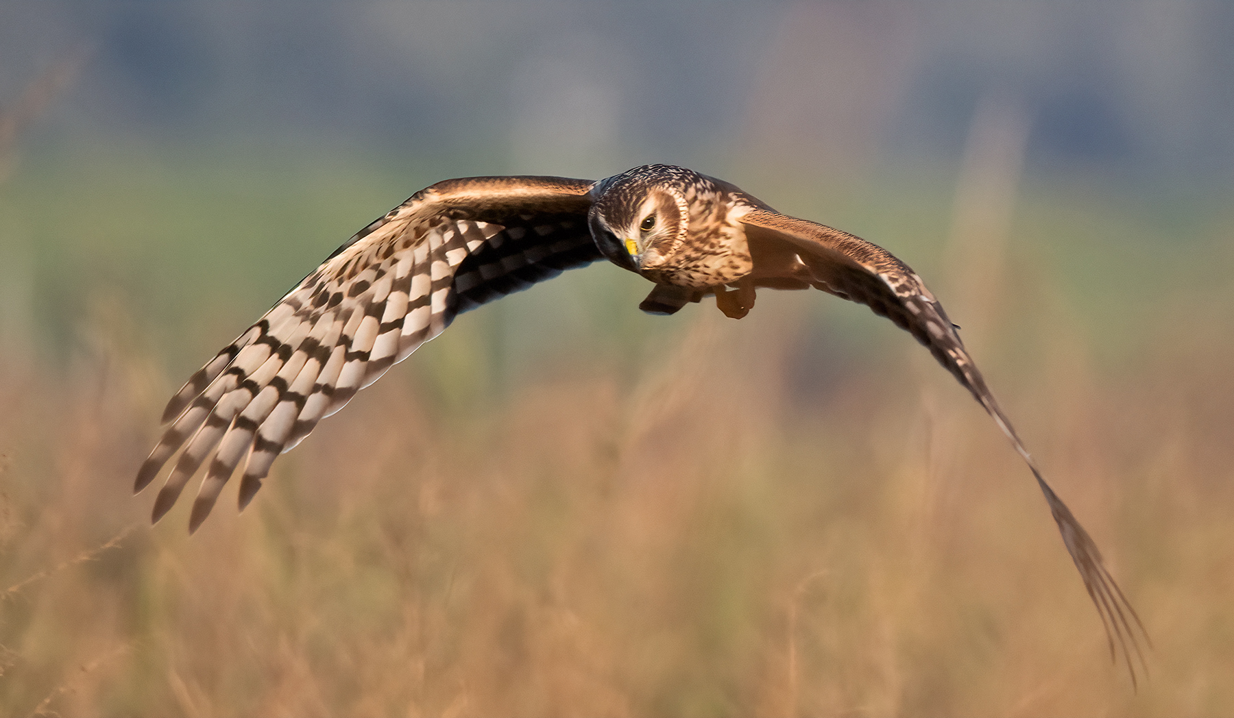 albanella reale   femmina