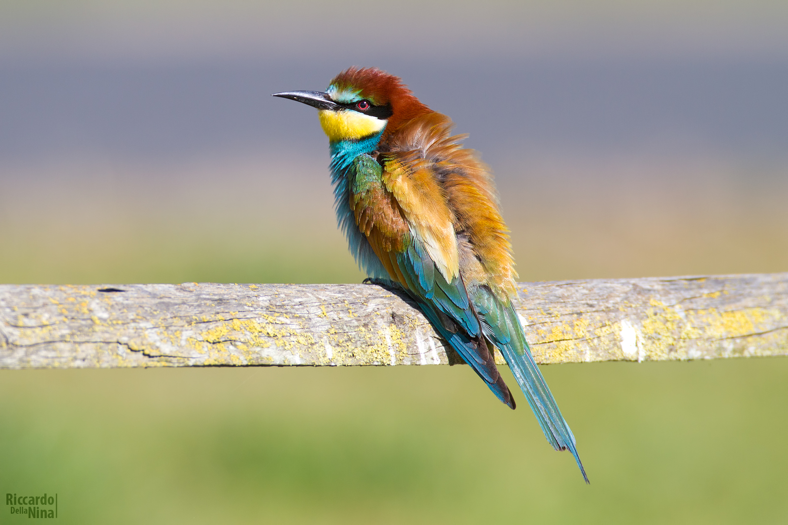 Merops apiaster