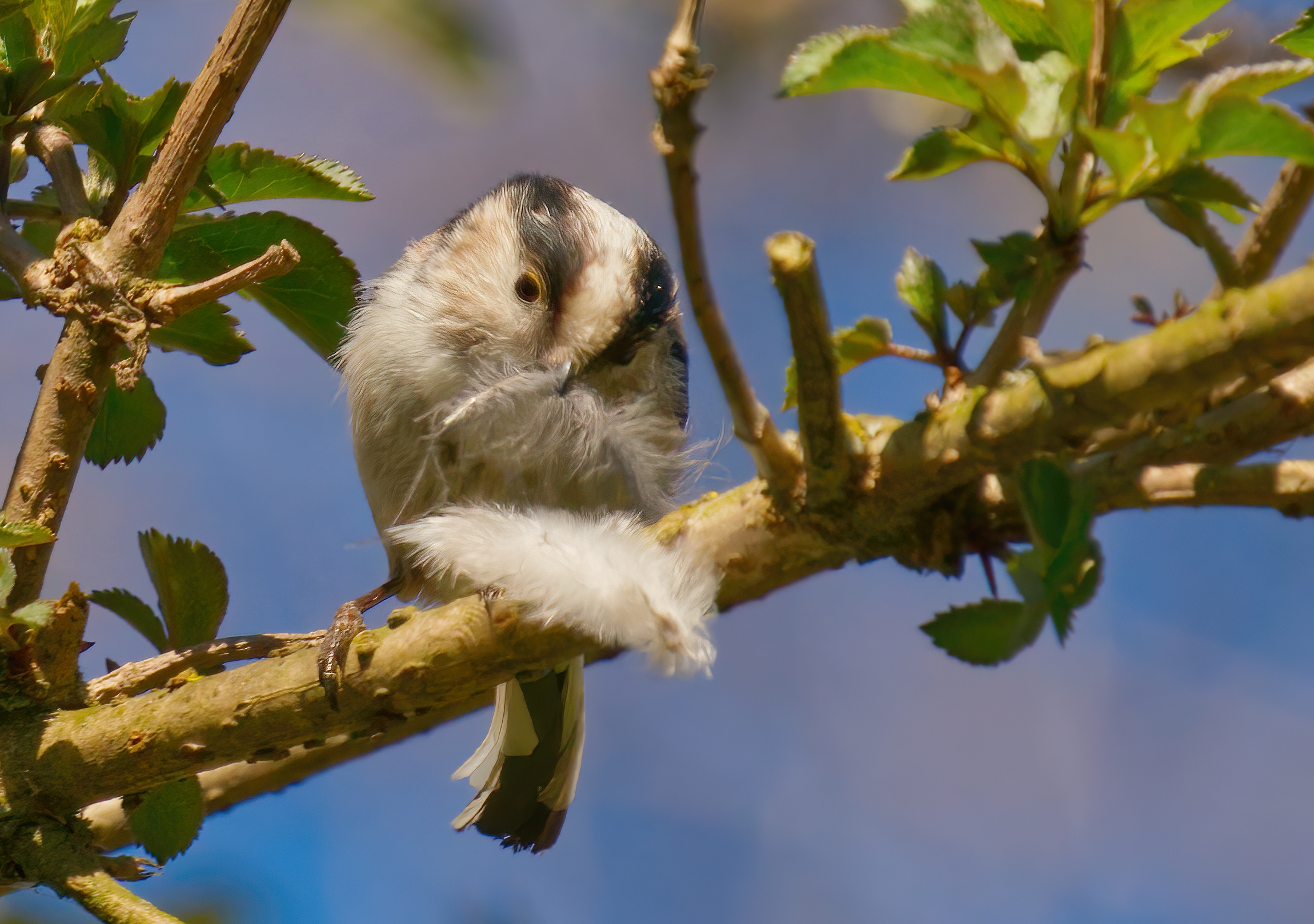 The Ghost and the Feather