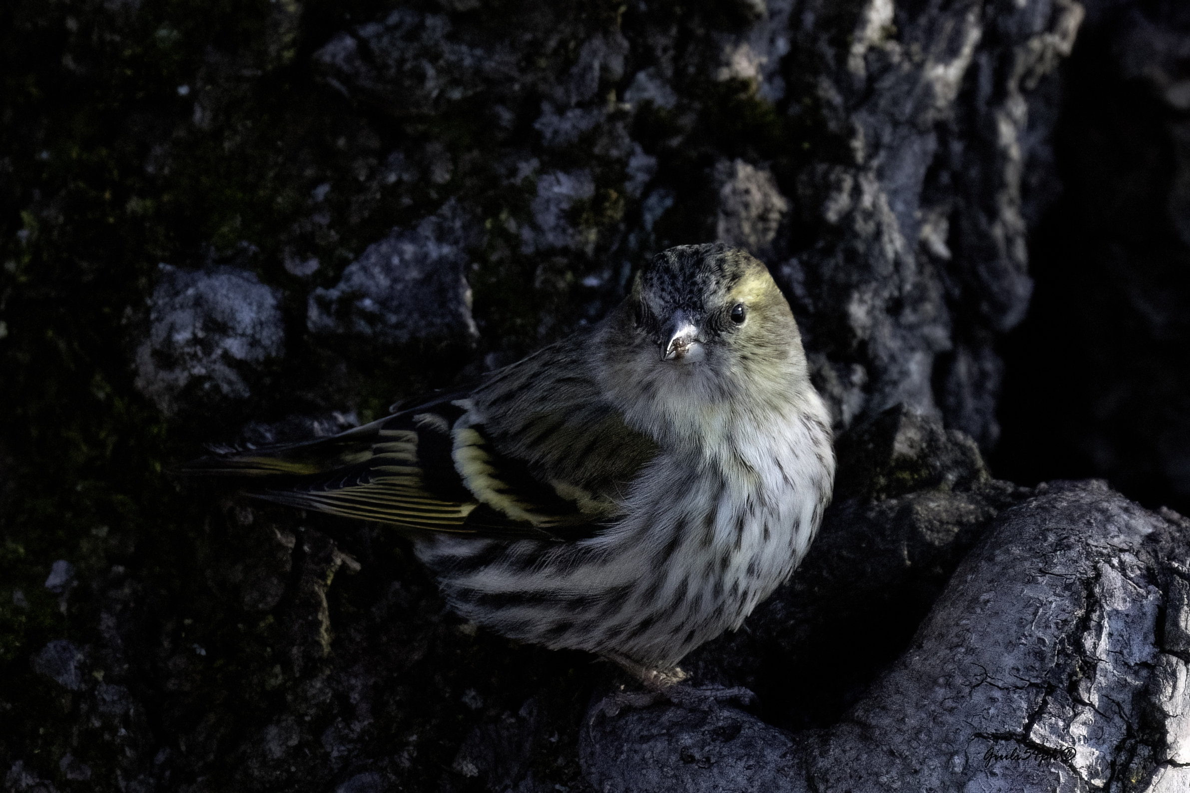 Lucherino solitario2