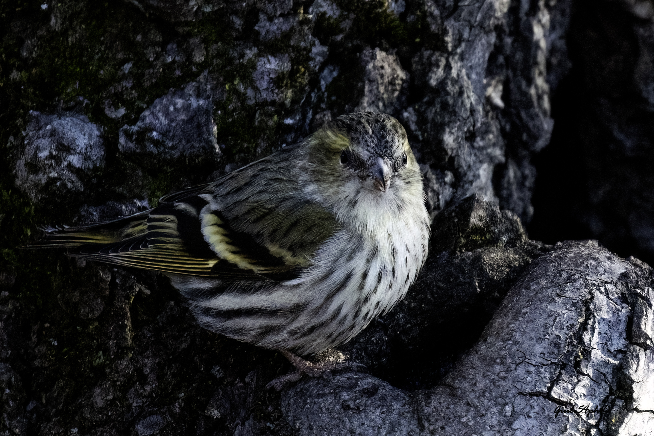 lucherino solitario3