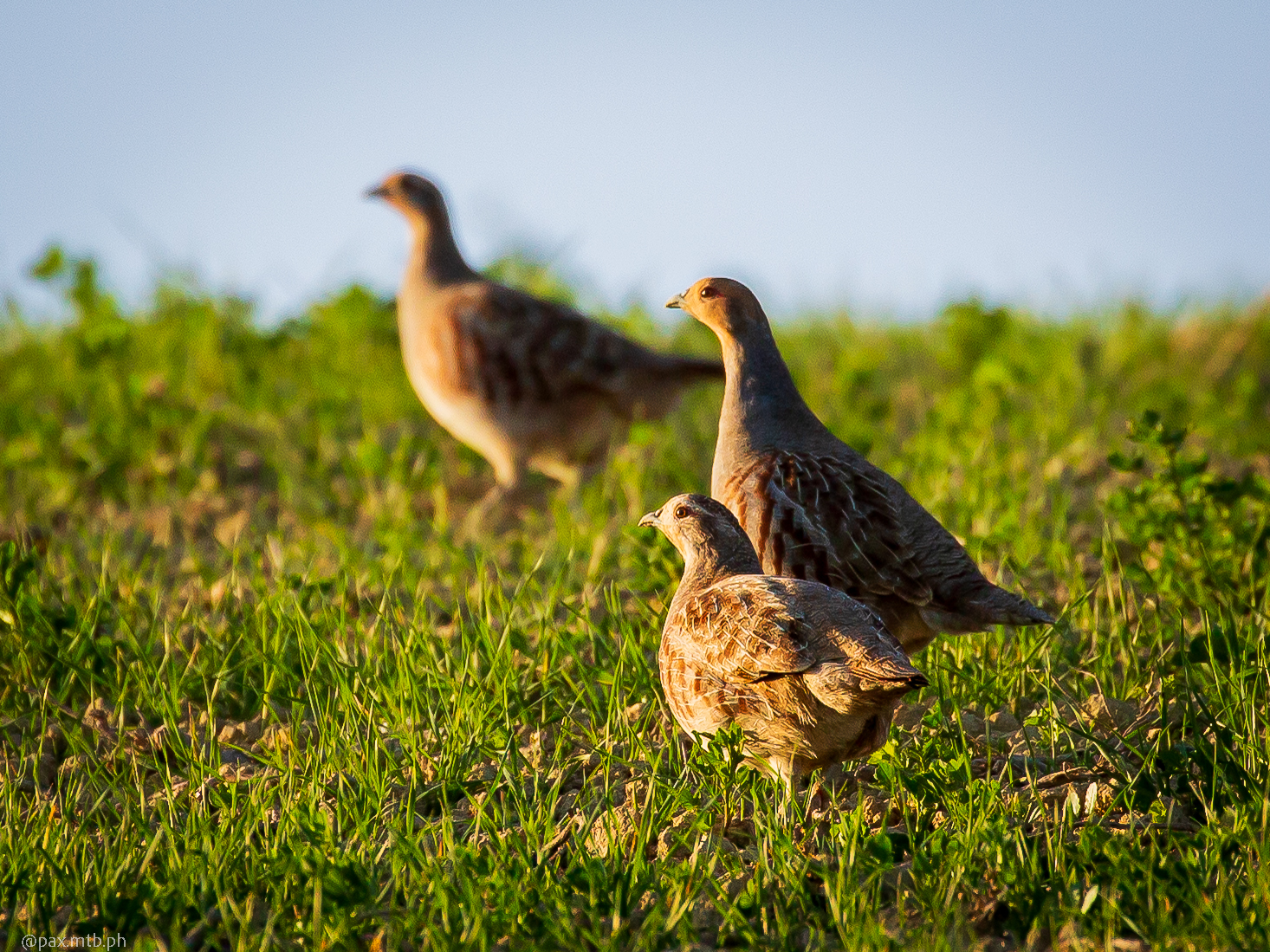 Grazing partridges