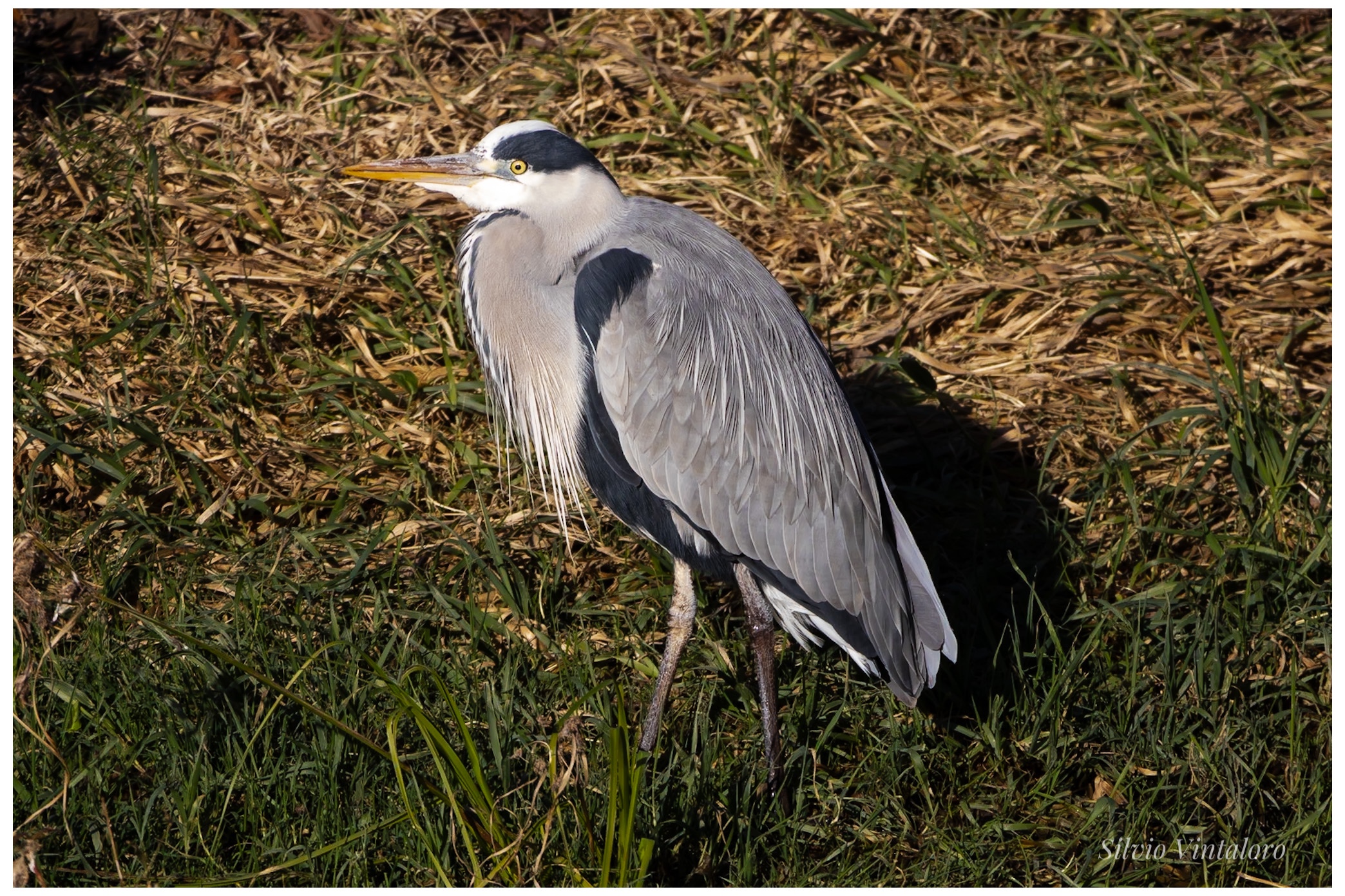 Grey Heron, Campomorone (Genoa)