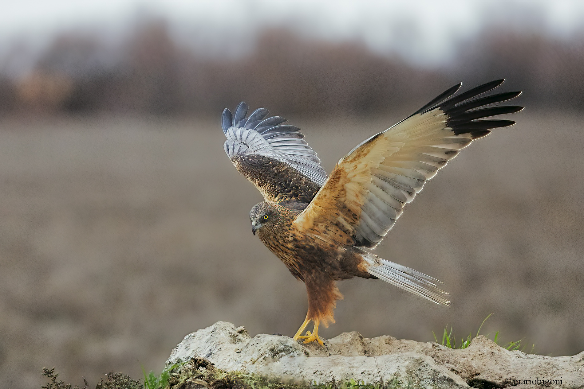 Male Marsh Harrier
