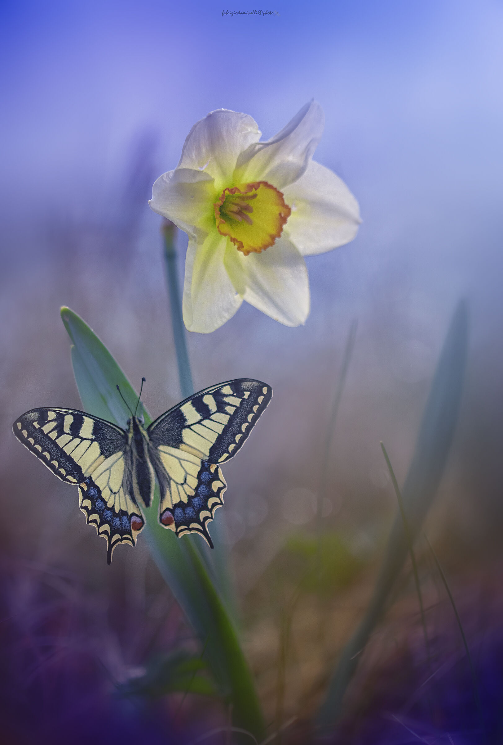 il Macaone e il Narciso