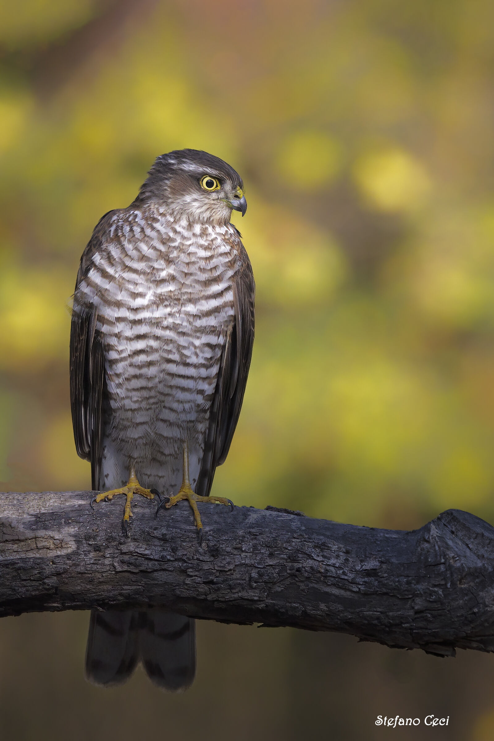 Female Sparrowhawk