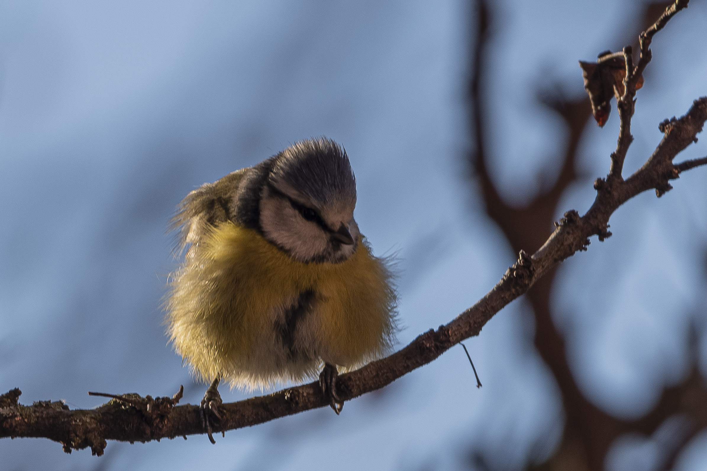 Cotton ball 2 (blue)