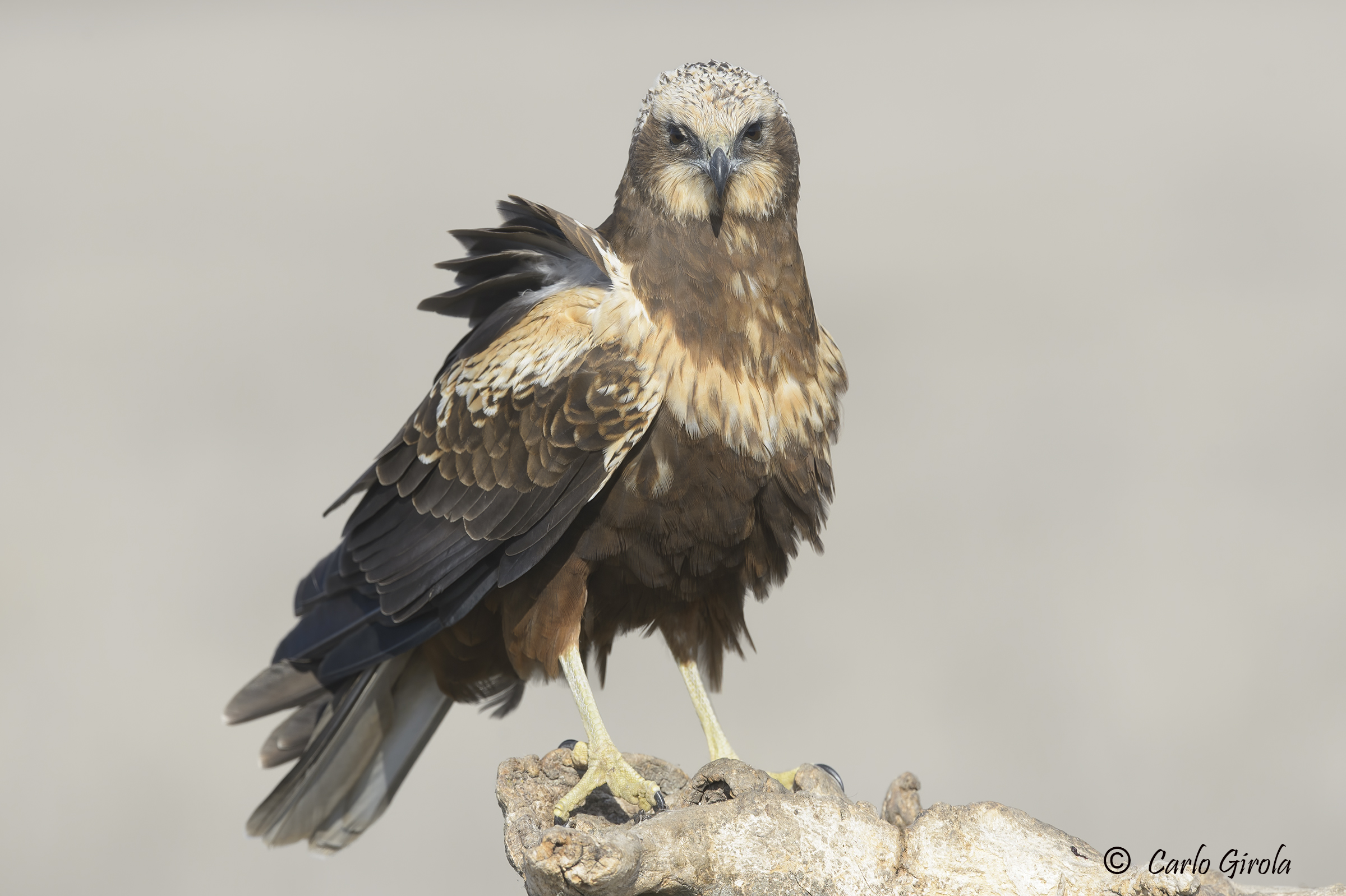 Marsh Harrier (Circus aeruginosus)