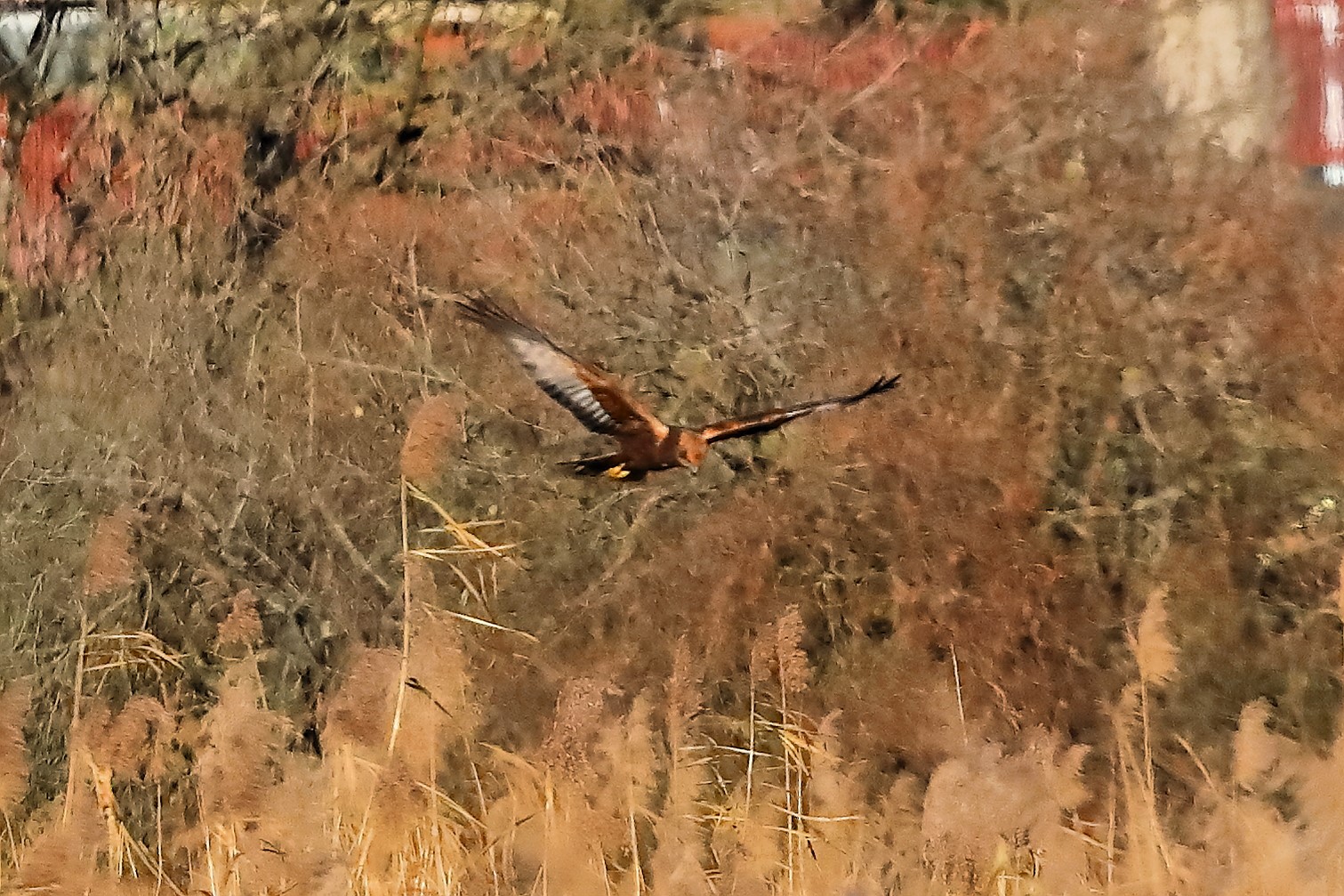 Marsh Harrier M 29-11-2023