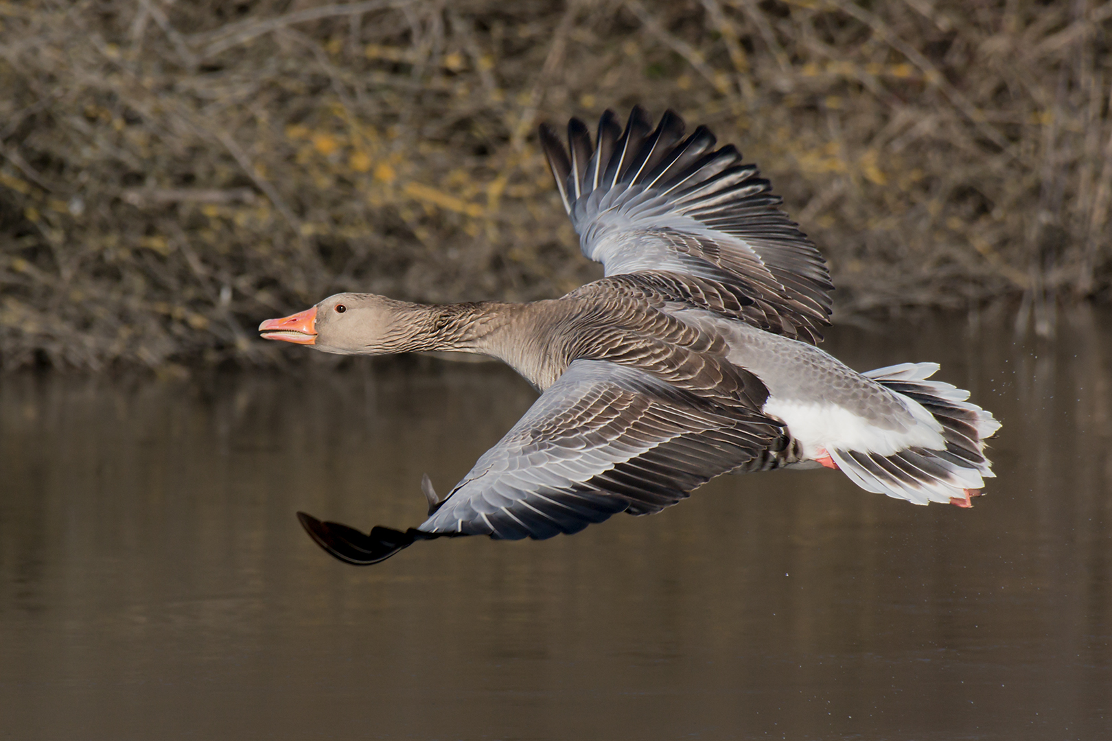 Oca selvatica in decollo