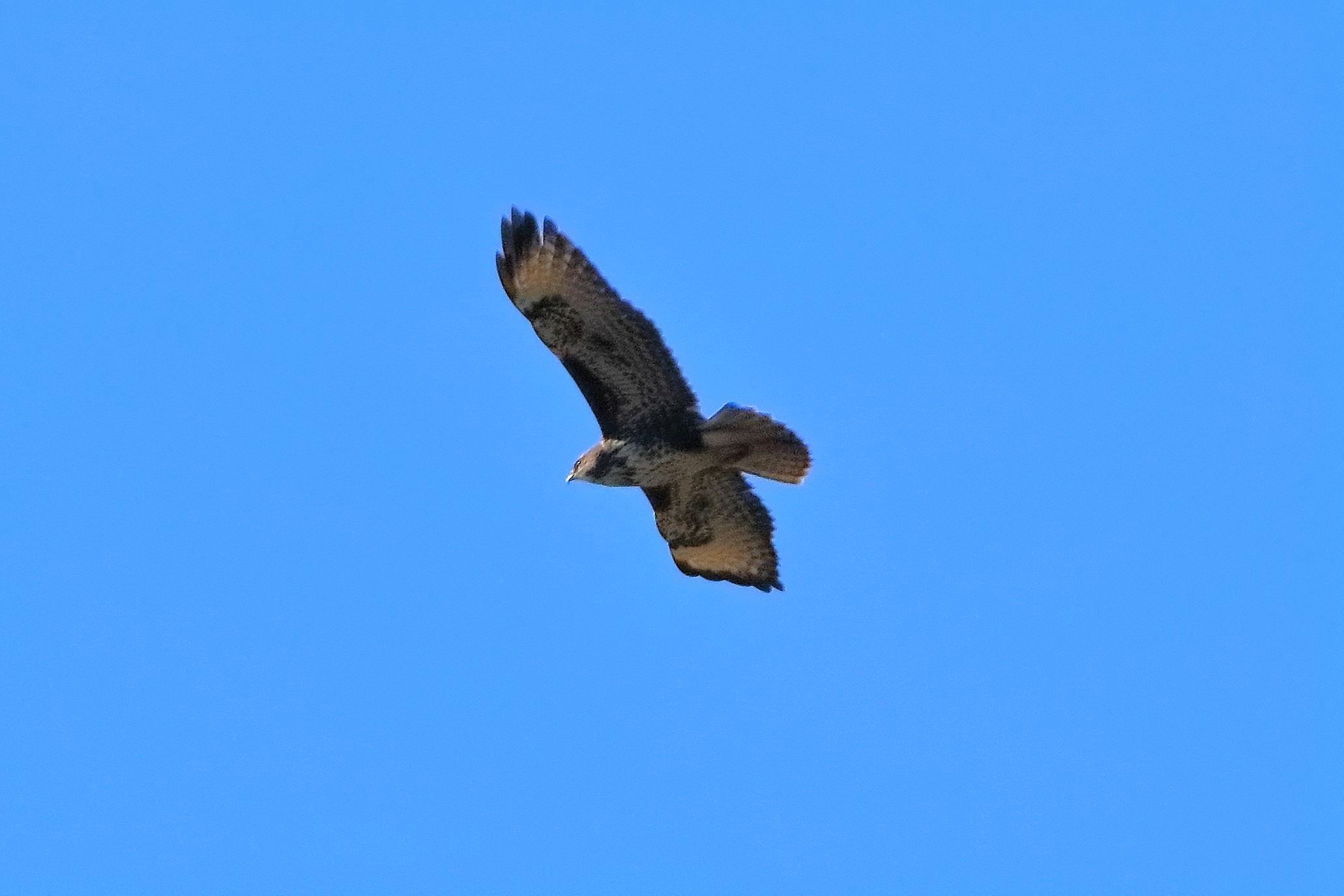 Buzzard 15-11-2023