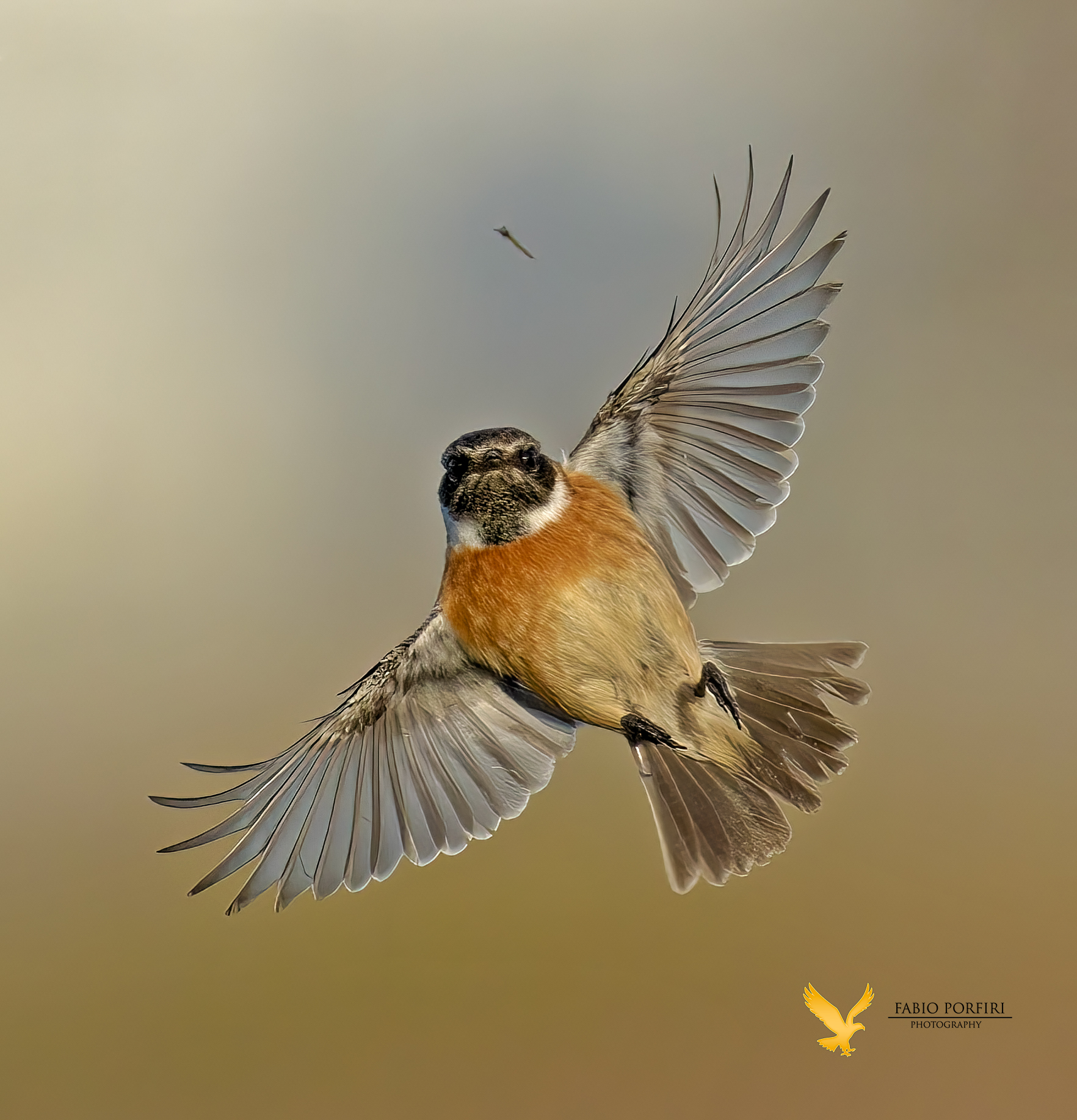 il saltimpalo e l'insetto