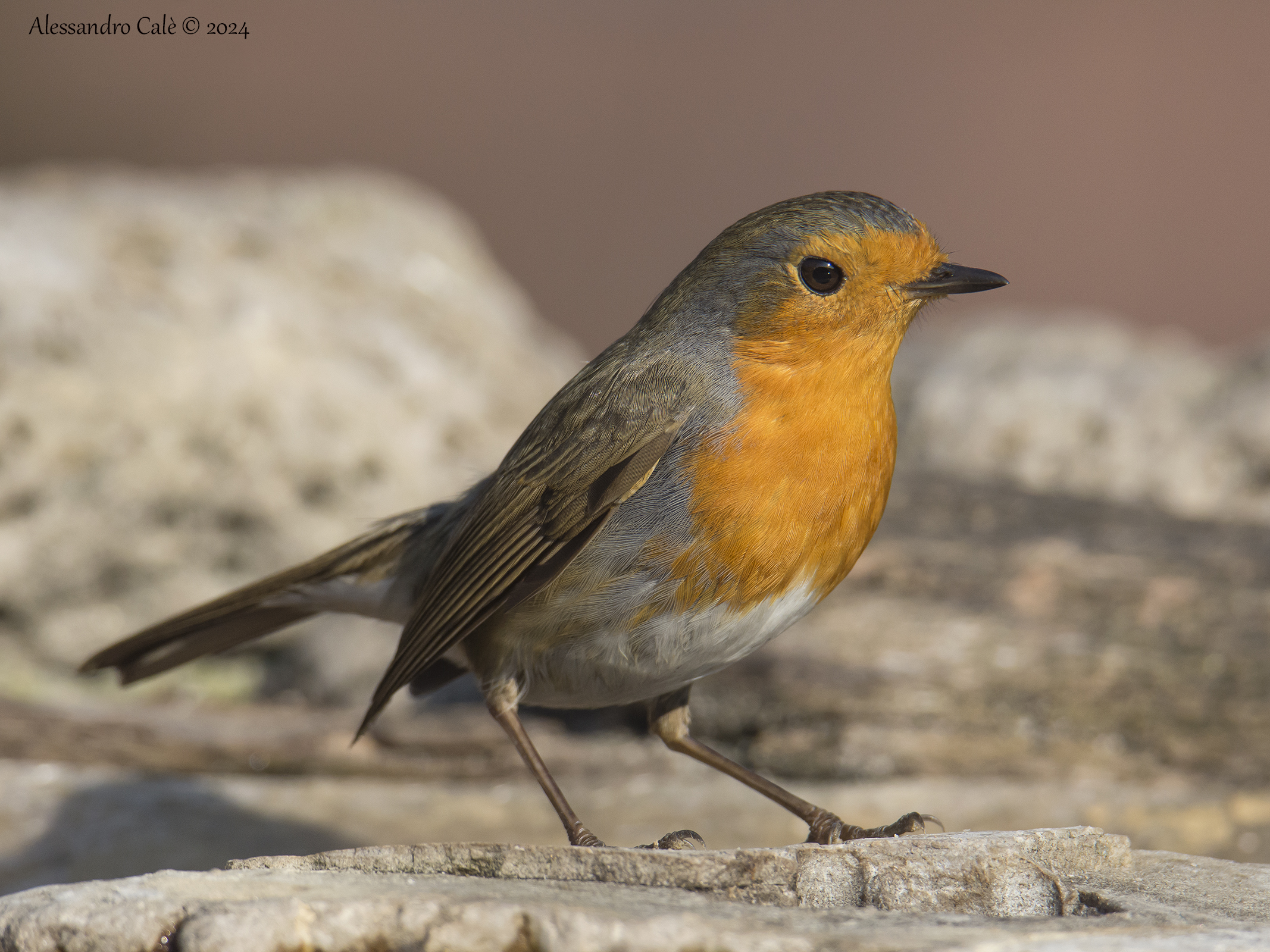 Erithacus nubecola (Pettirosso) 2012