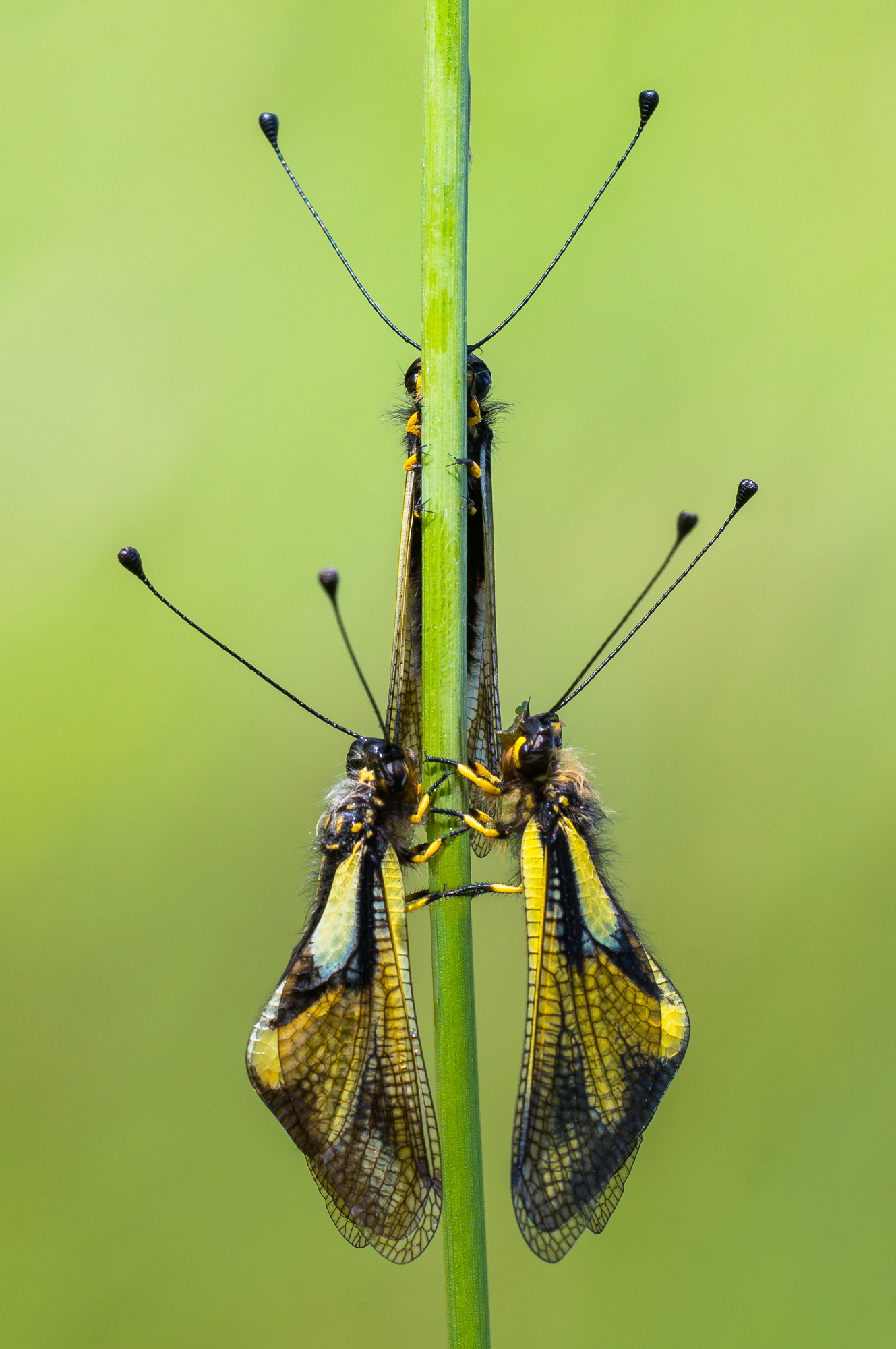 Trittico libelloides