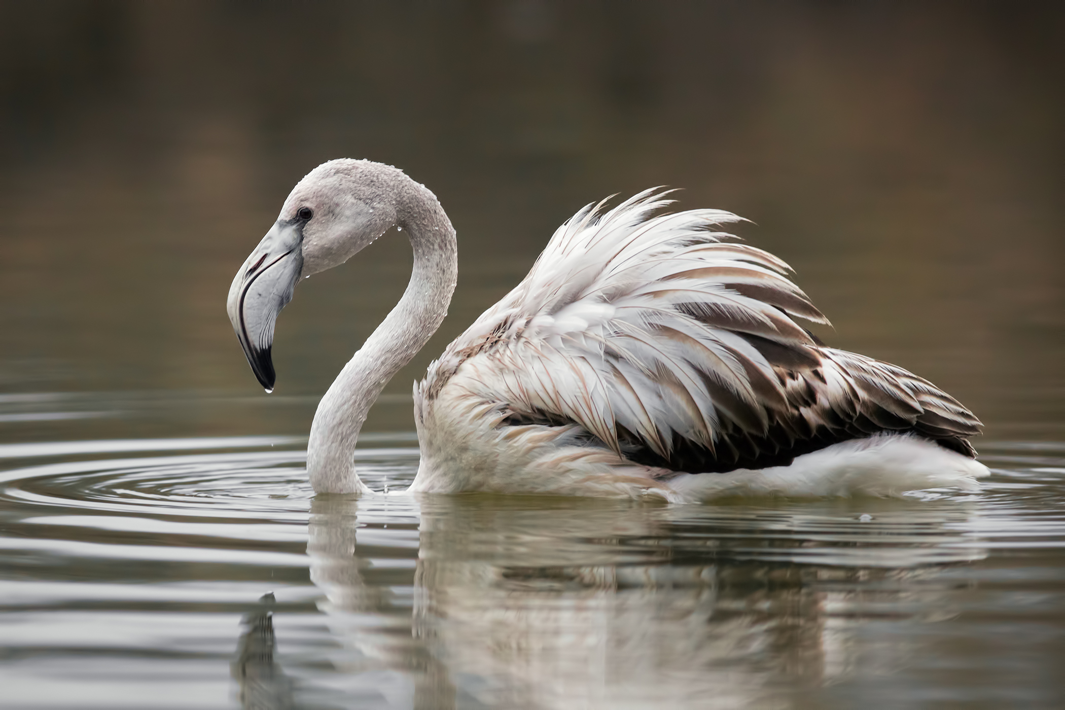 White Flamingo