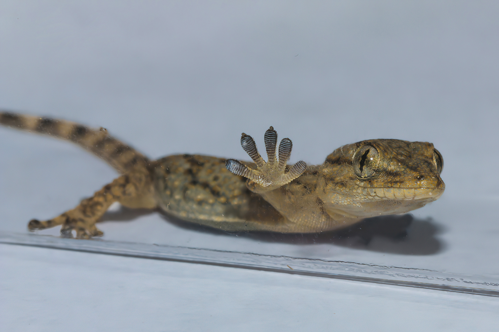 My first Macros: Tarentola mauritanica