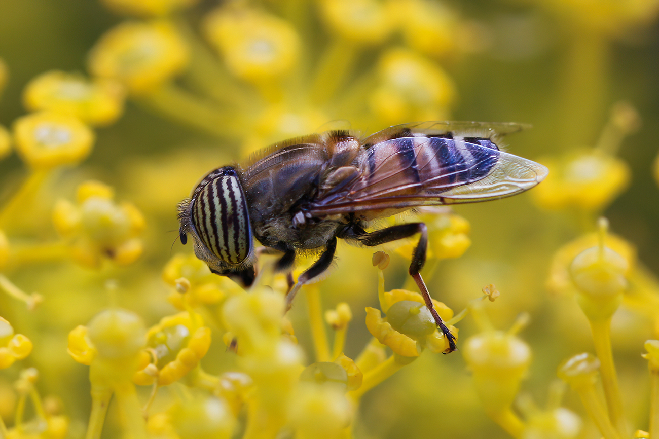 My First Macros: Eristalinus taeniops