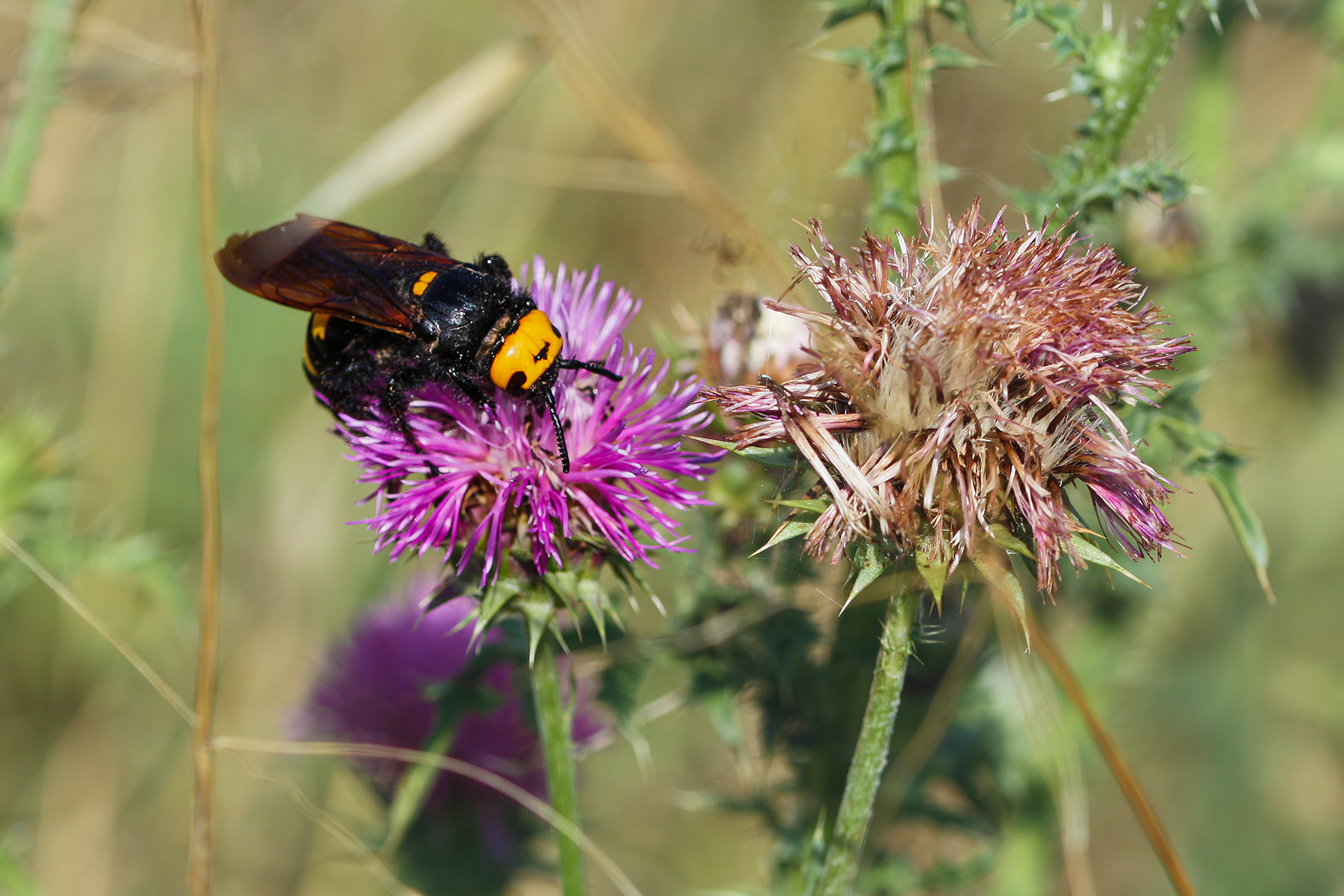 My First Macros: Megascolia maculata flavifrons