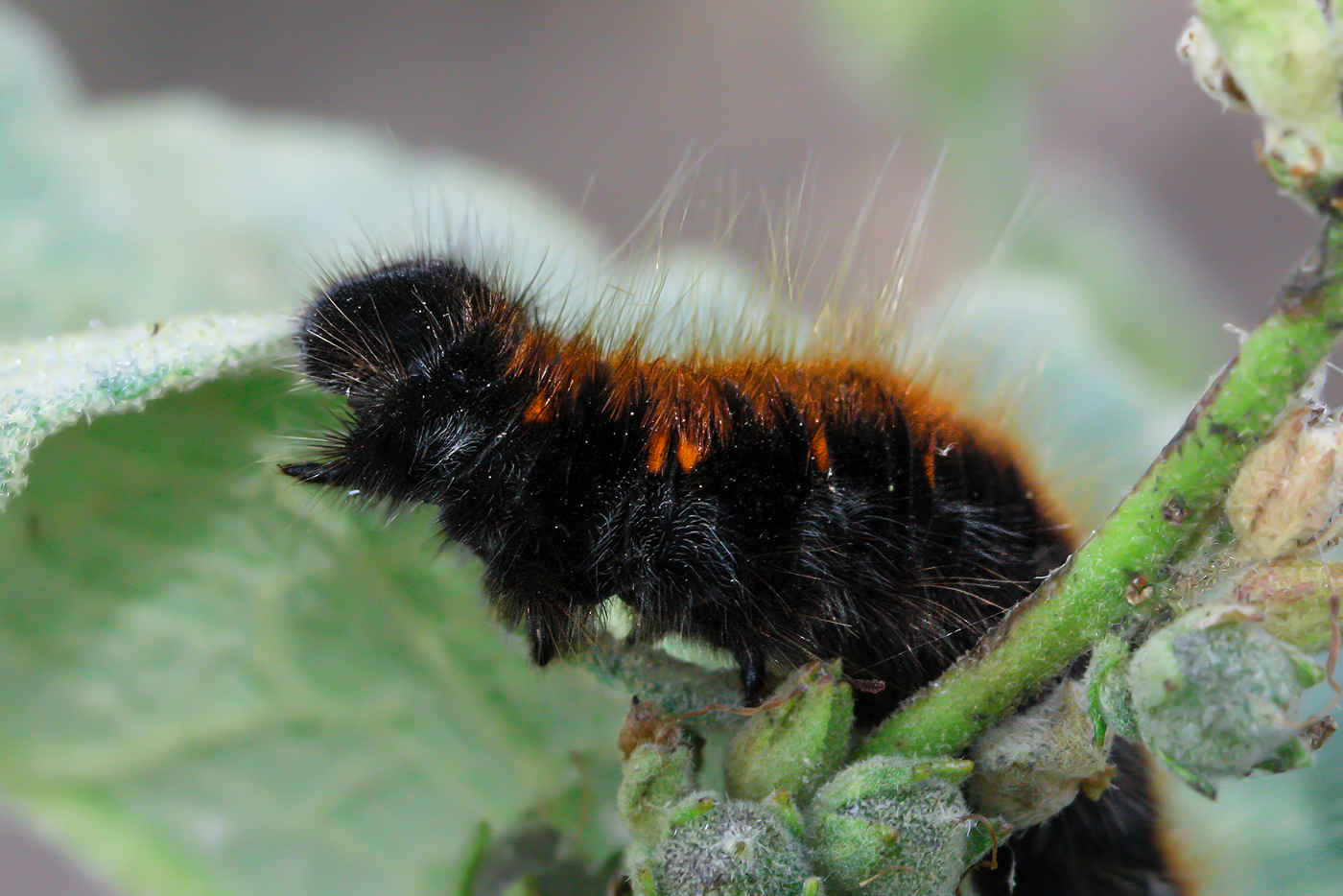 My First Macros: Macrothylacia rubi