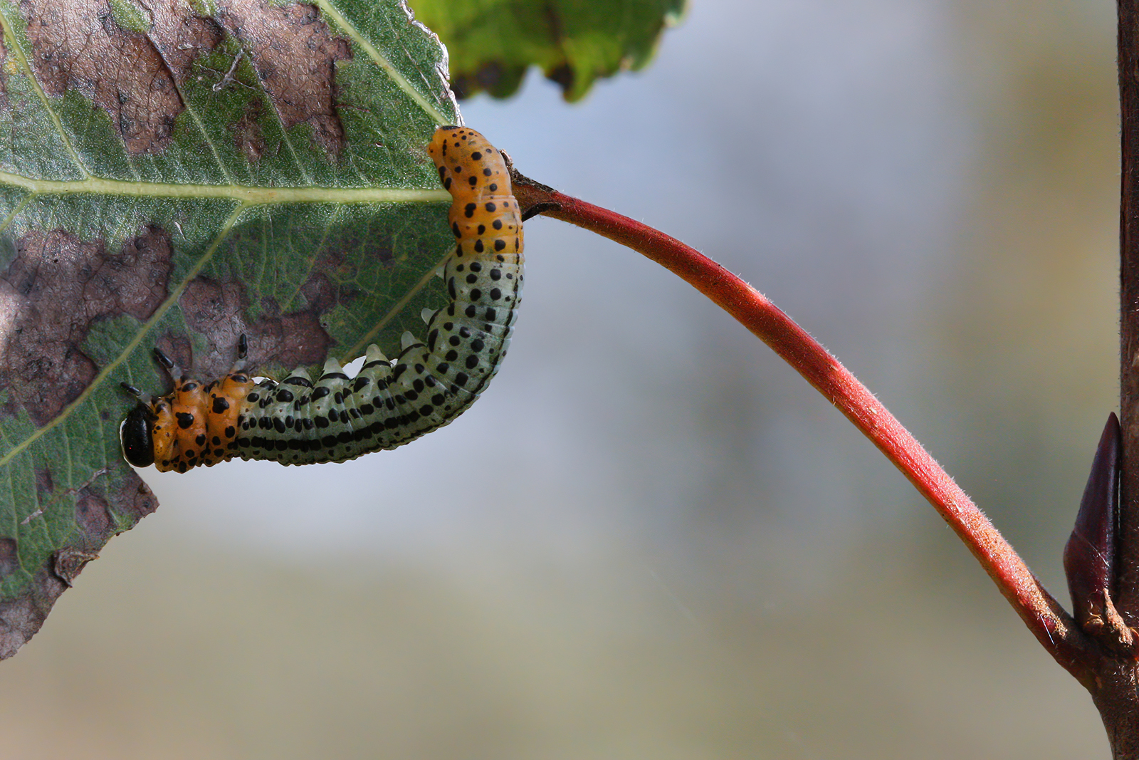 My First Macros: Nematus salicis