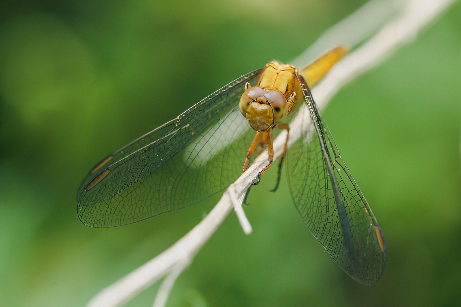 My first Macros: Orthetrum brunneum