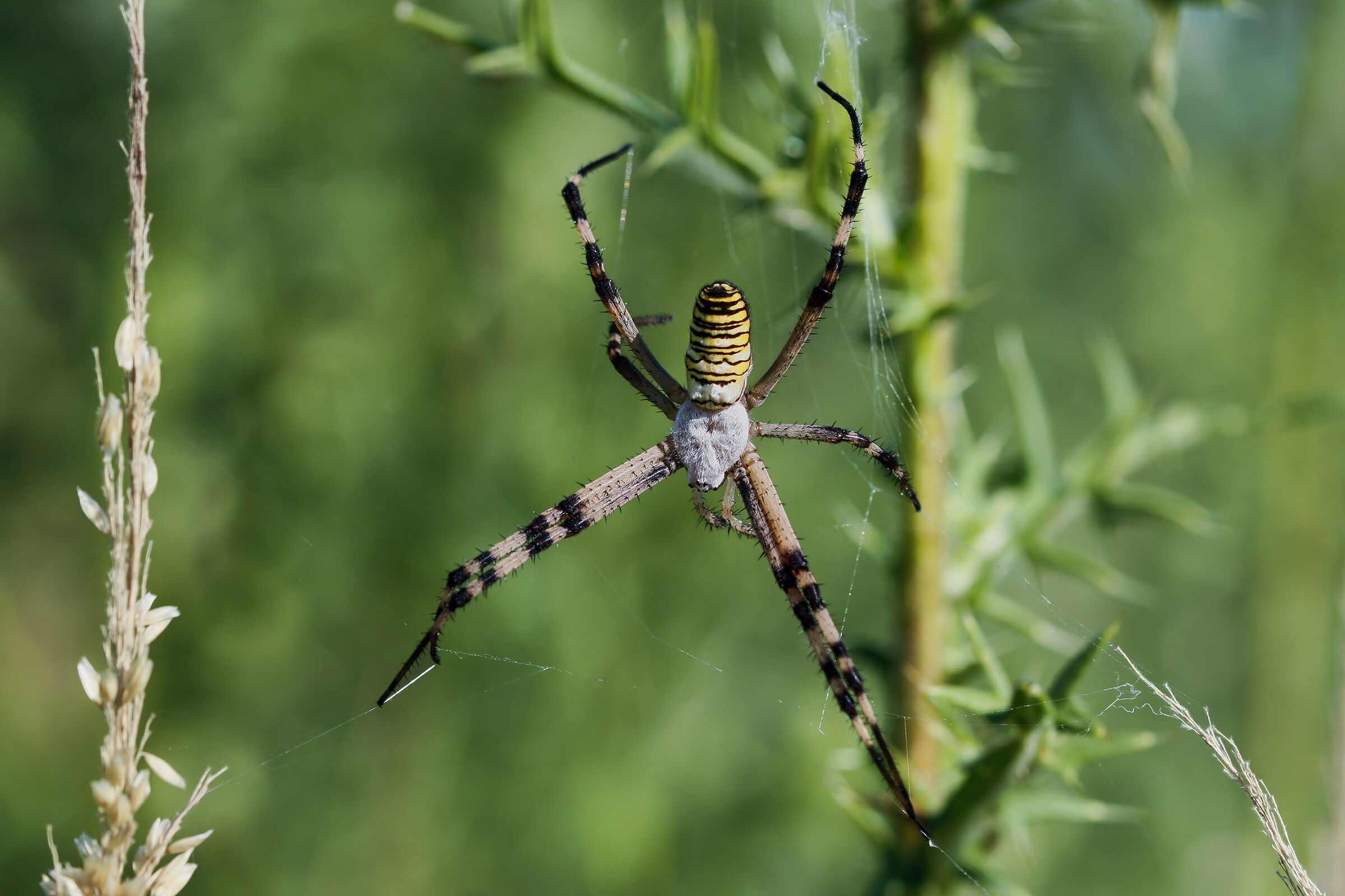 My first Macros: Argiope bruennichi