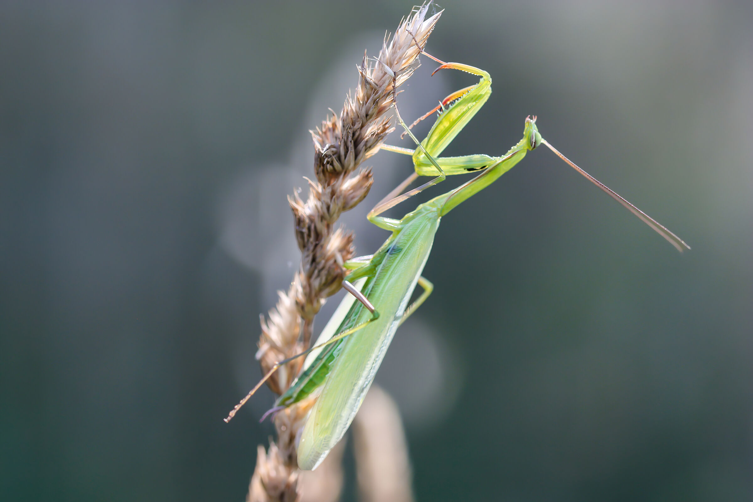 My First Macros: Mantis Religiosa