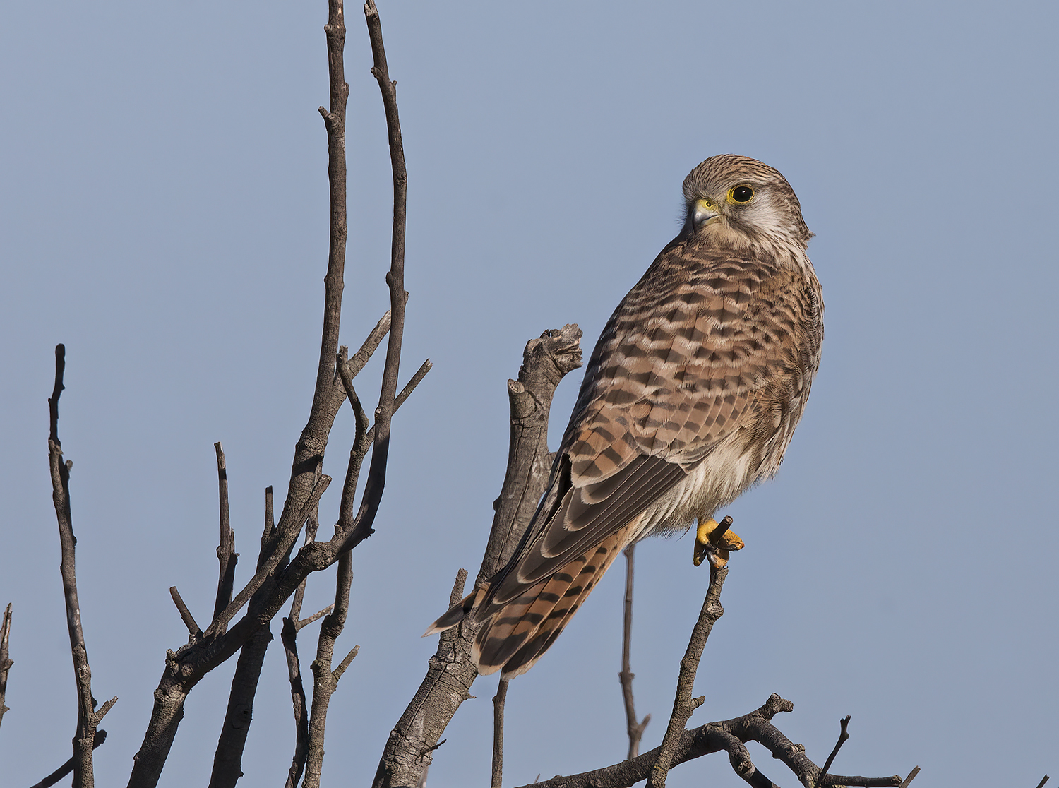 kestrel