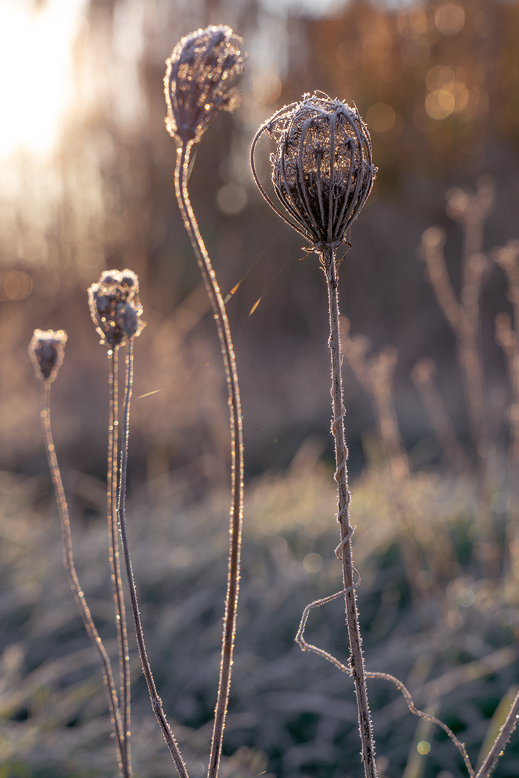 Untitled Photo