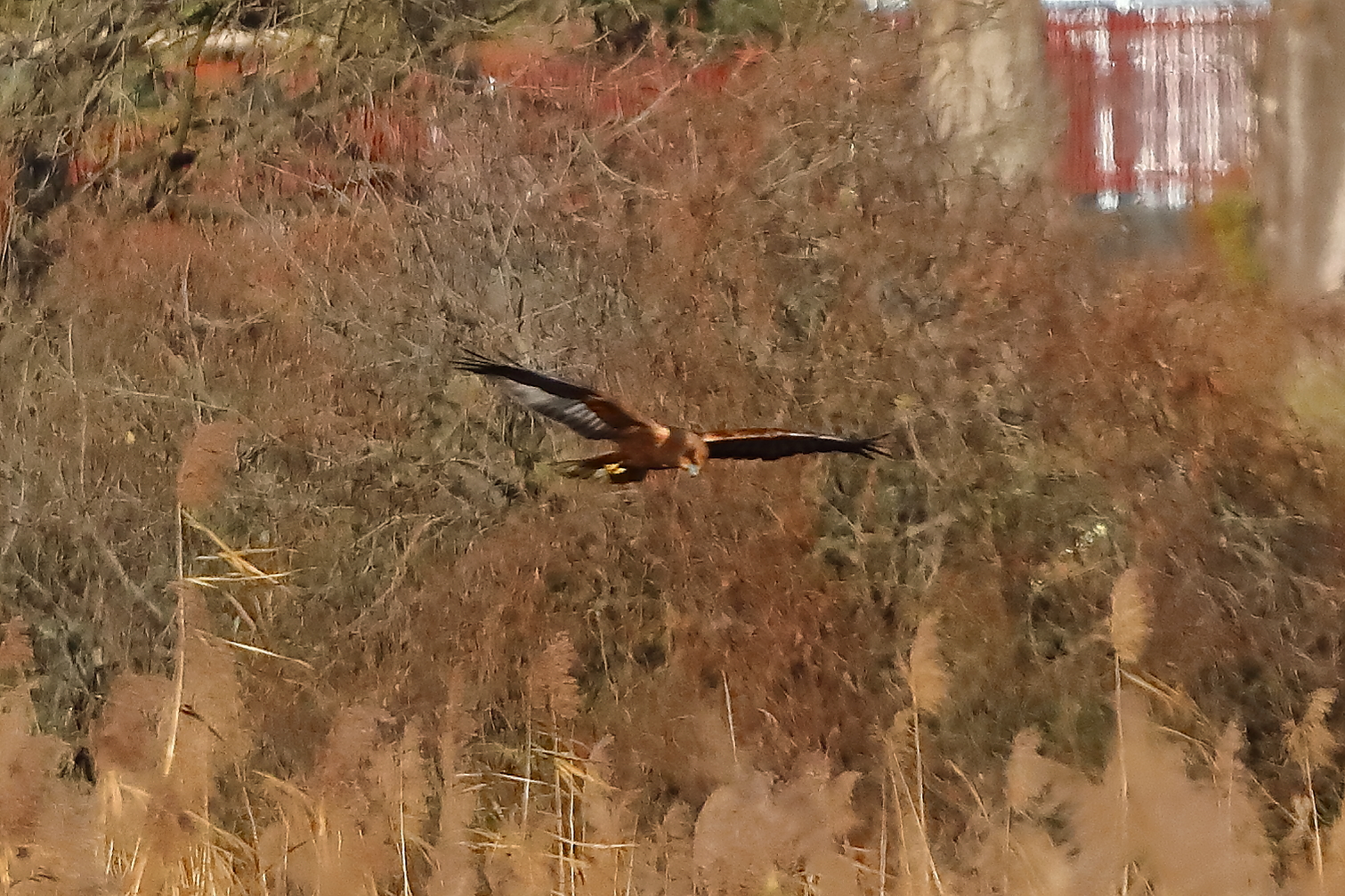 Marsh Harrier M 29-11-2023