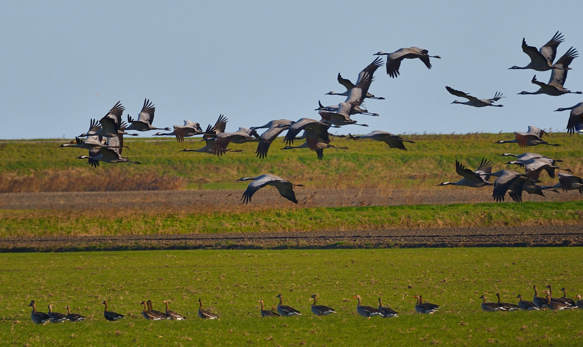Gru e oche lombardelle