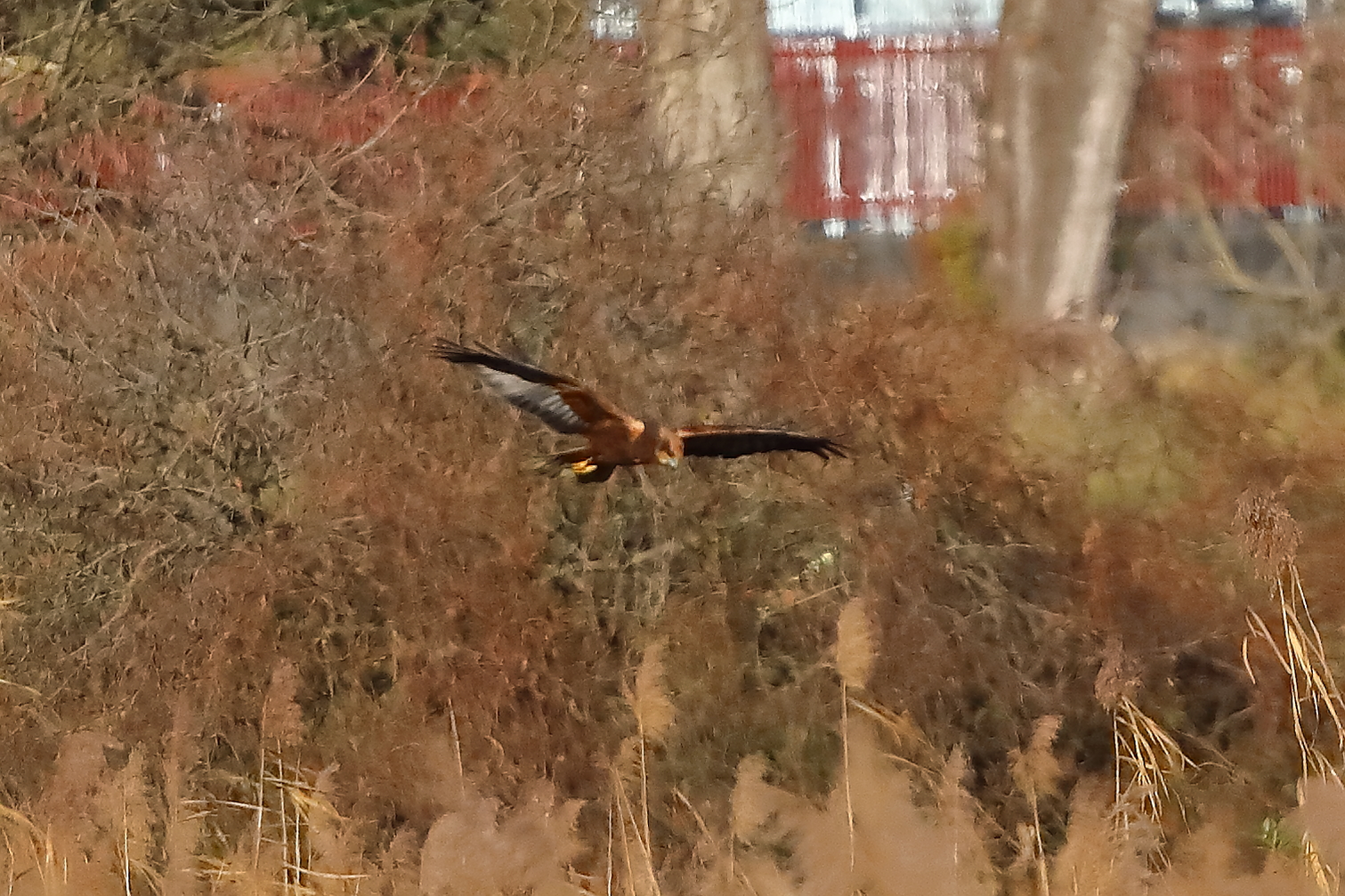 Marsh Harrier M 29-11-2023