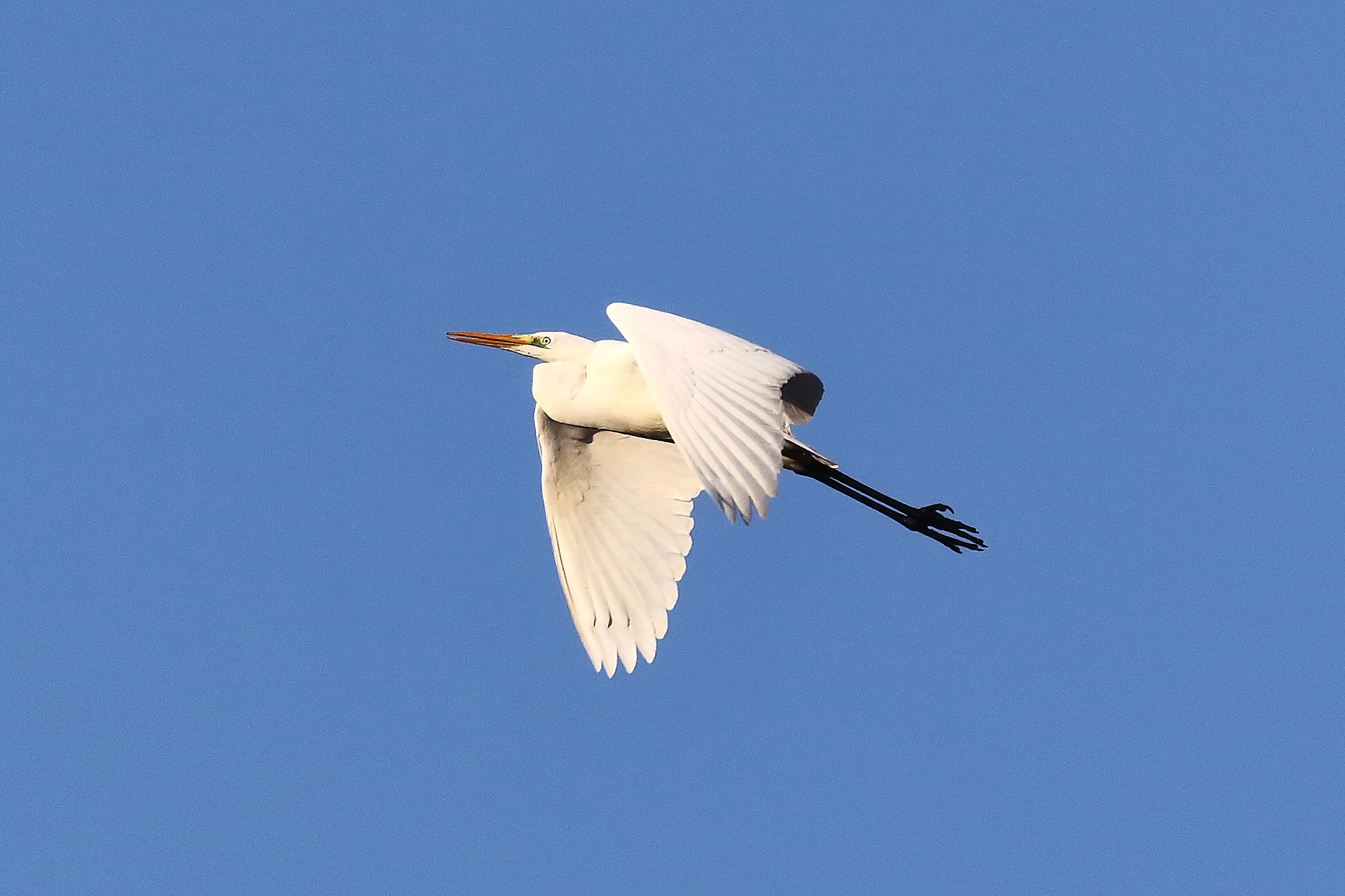 Airone BM 15 January 2024 - 6121