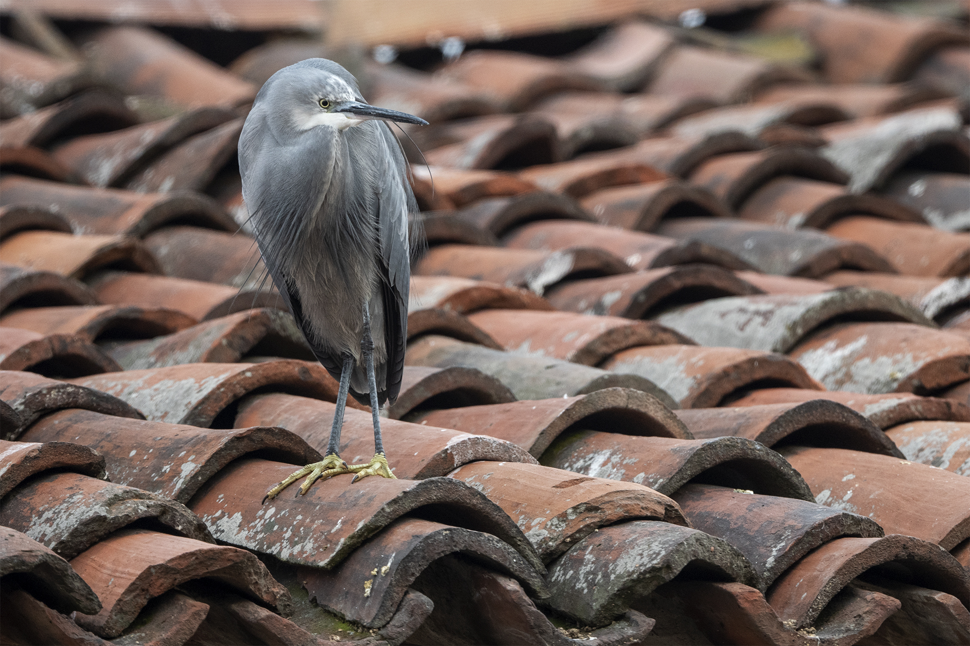 Schistaceo Heron (Egretta gularis)