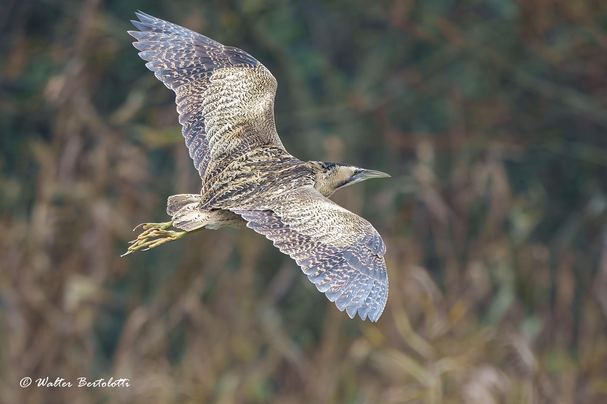 Bittern in flight