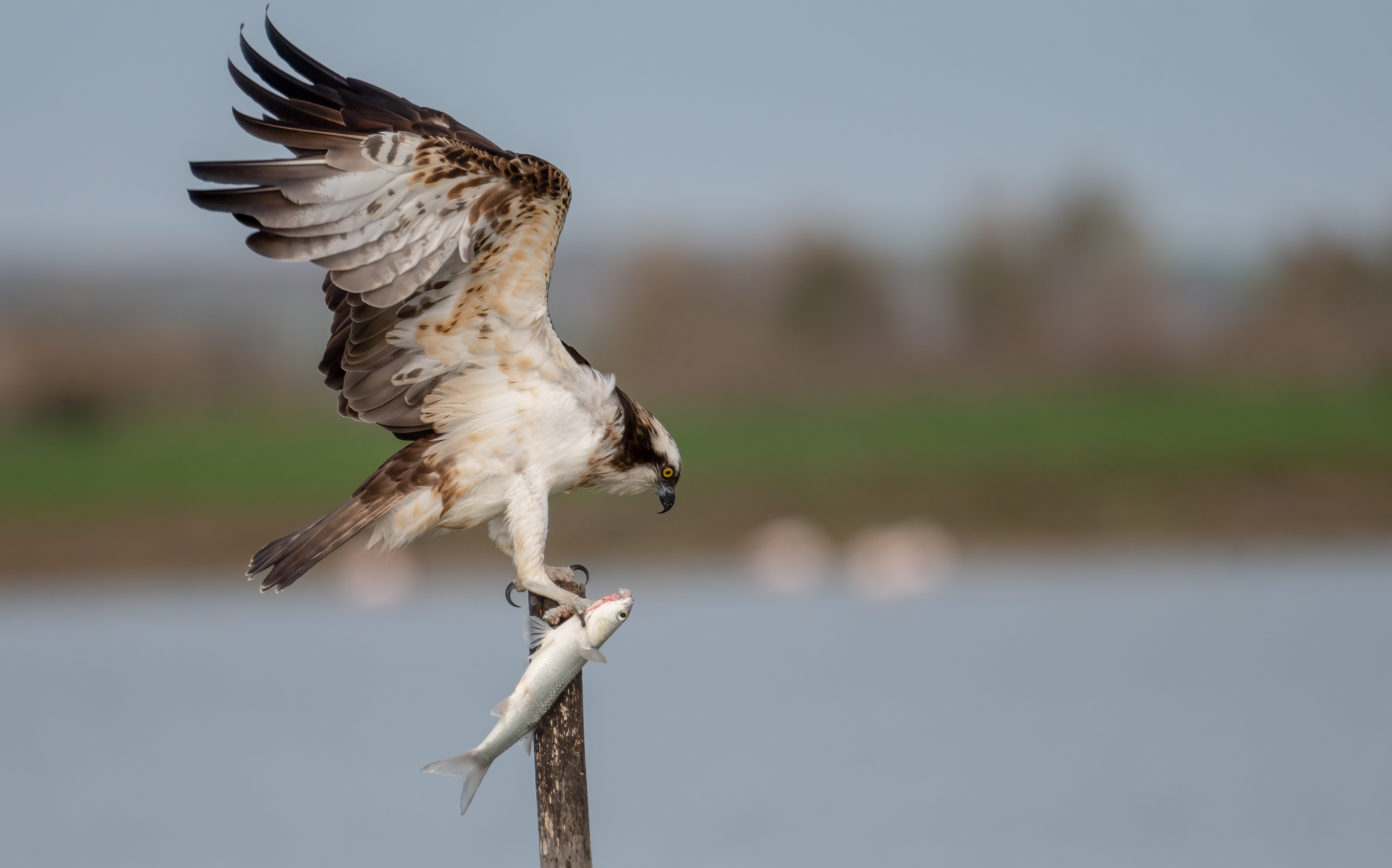 The falcon and its prey