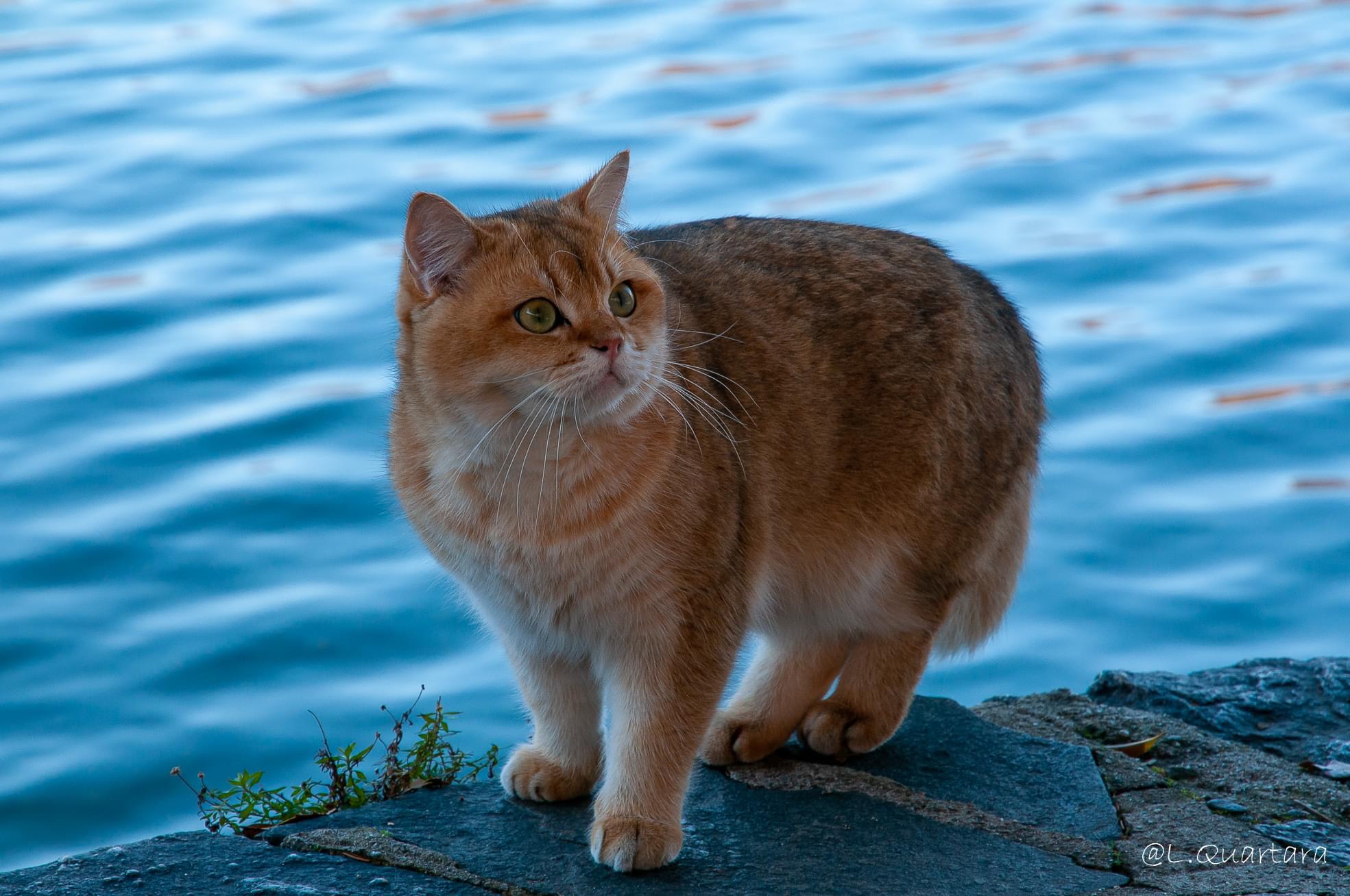 Micio di Orta