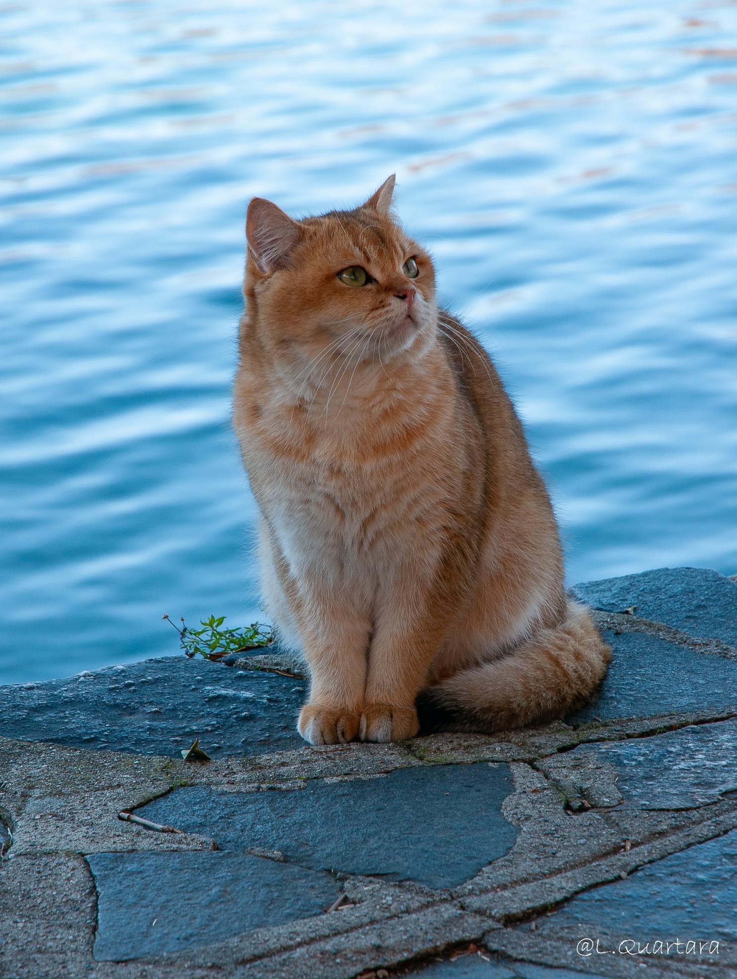 Orta Cat