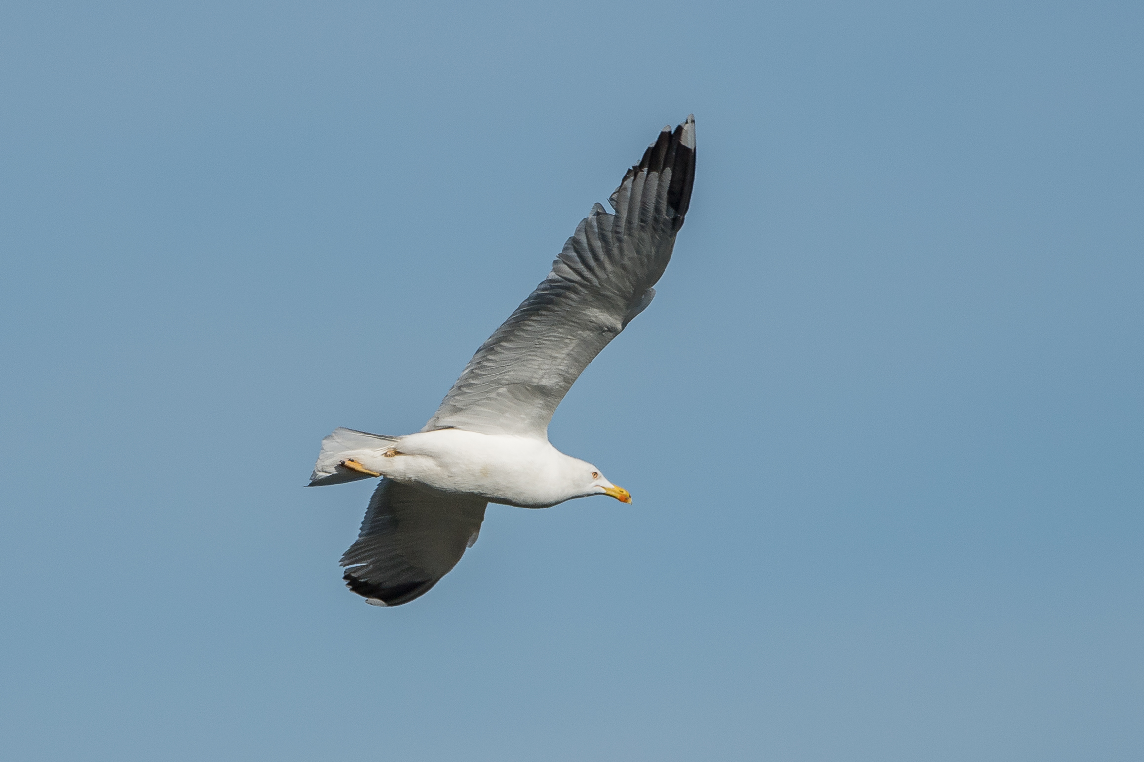 Gull